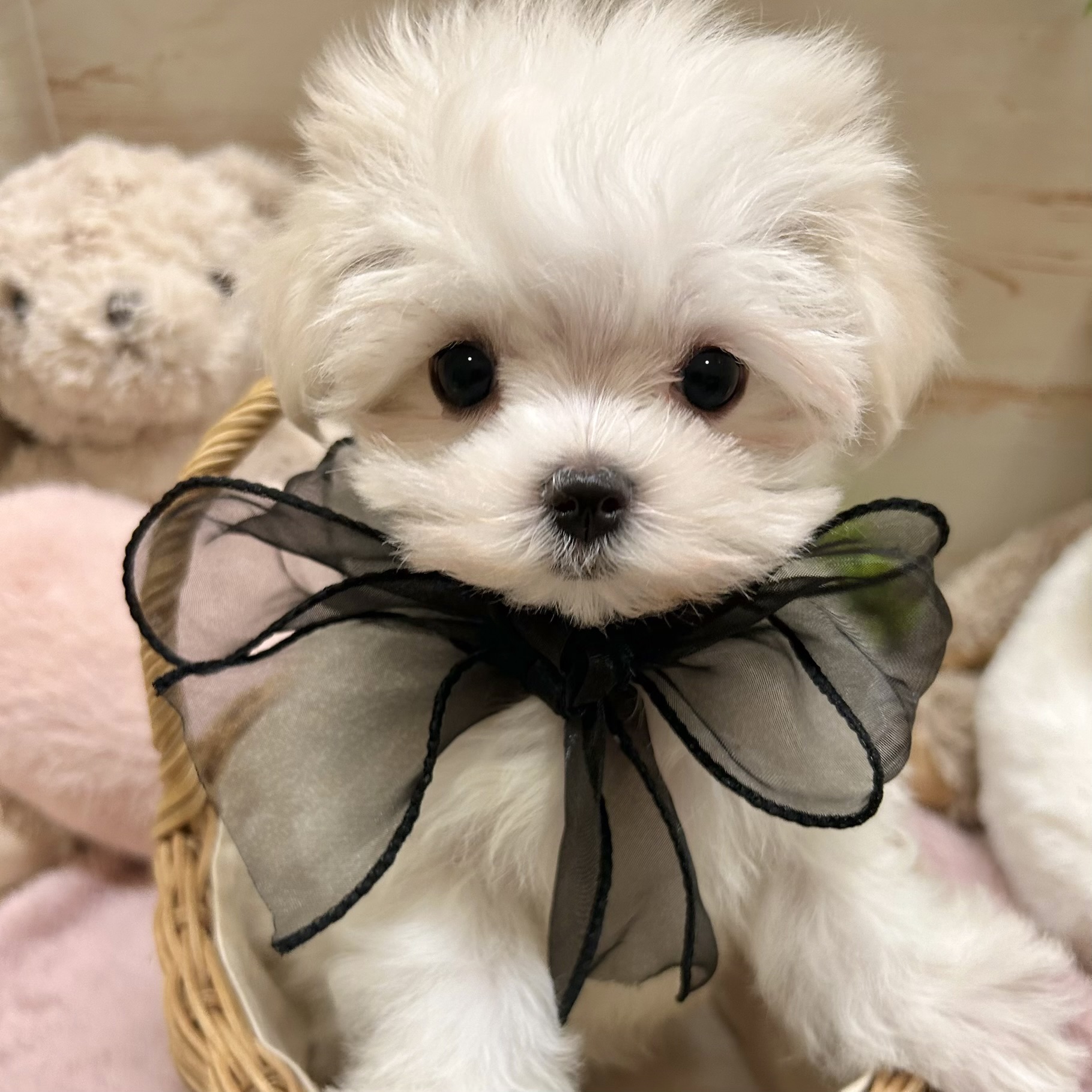 兵庫県のマルチーズ (犬の家＆猫の里神戸店/2026年1月20日生まれ/女の子/ホワイト)の子犬の3枚目の画像