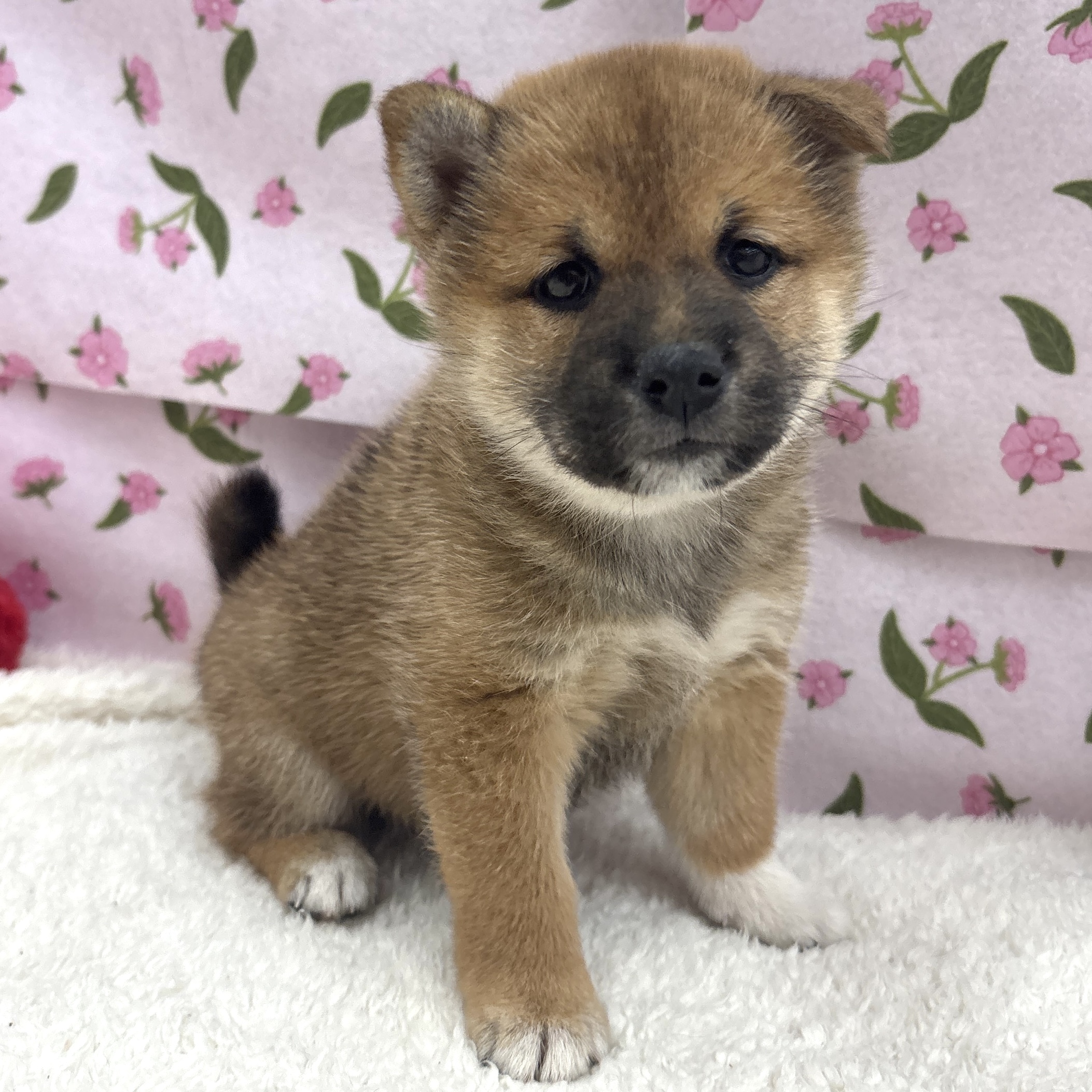 愛知県の柴犬(標準サイズ) (犬の家＆猫の里エアポートウォーク店/2026年8月24日生まれ/女の子/赤)の子犬の3枚目の画像