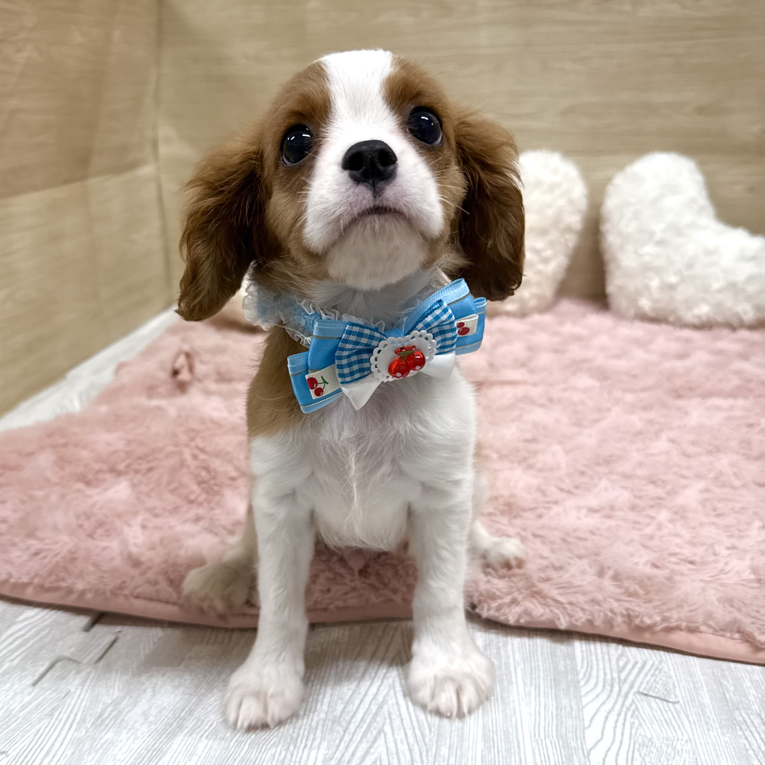 大阪府のキャバリアキングチャールズスパニエル (犬の家＆猫の里そよら東岸和田店/2025年7月14日生まれ/男の子/ブレンハイム)の子犬の3枚目の画像
