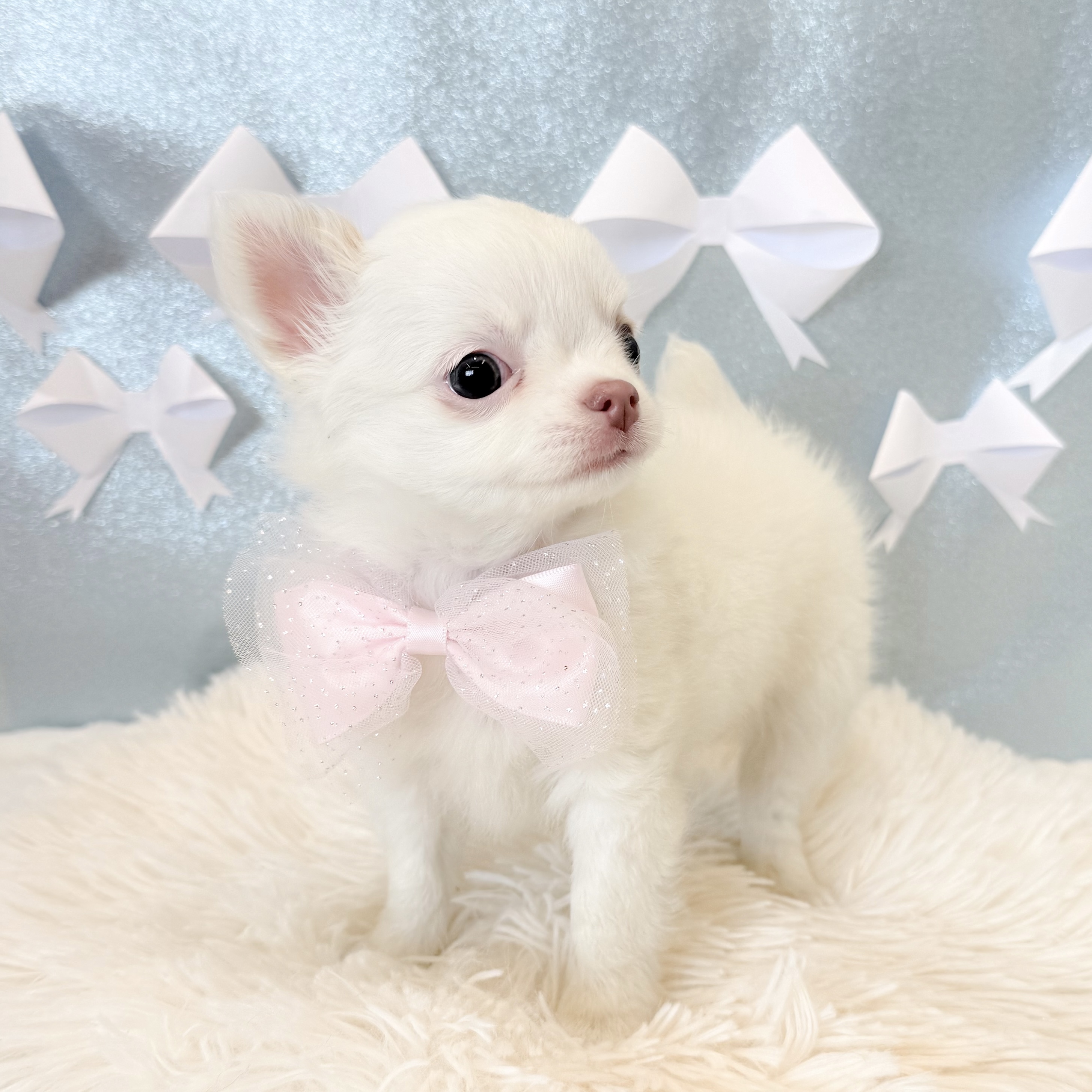 静岡県のチワワ(ロング) (犬の家＆猫の里富士店/2026年1月20日生まれ/女の子/ホワイトクリーム)の子犬の3枚目の画像