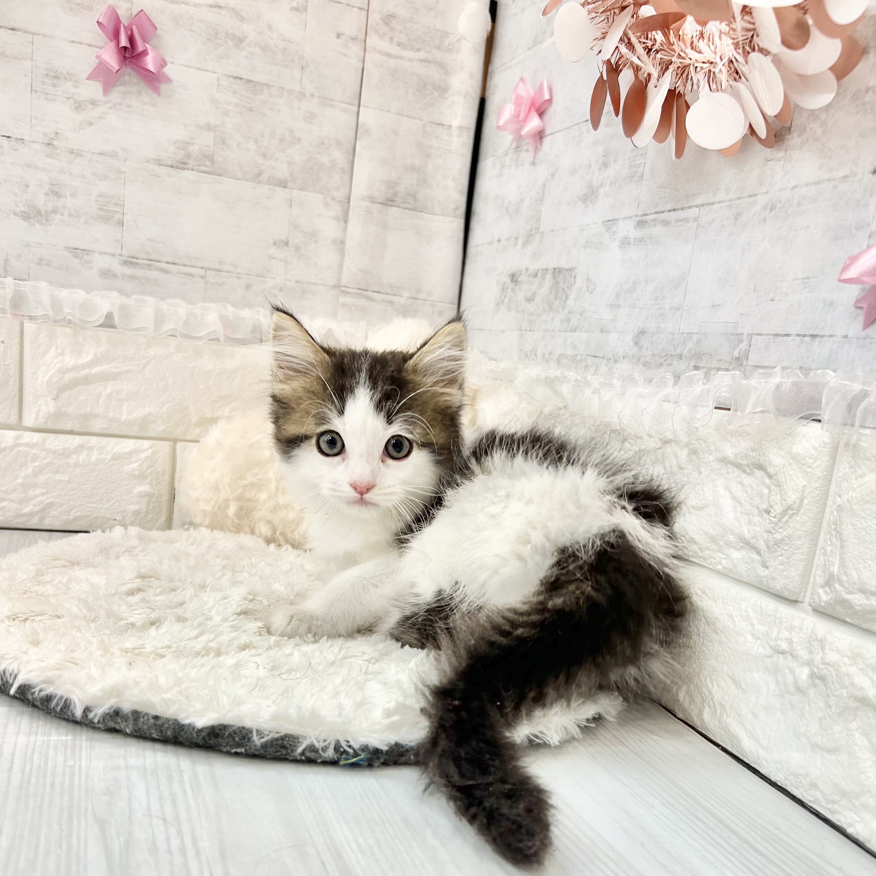 静岡県のマンチカン (犬の家＆猫の里プレ葉ウォーク浜北店/2026年3月19日生まれ/男の子/ブラウンタビーホワイト)の子猫の3枚目の画像