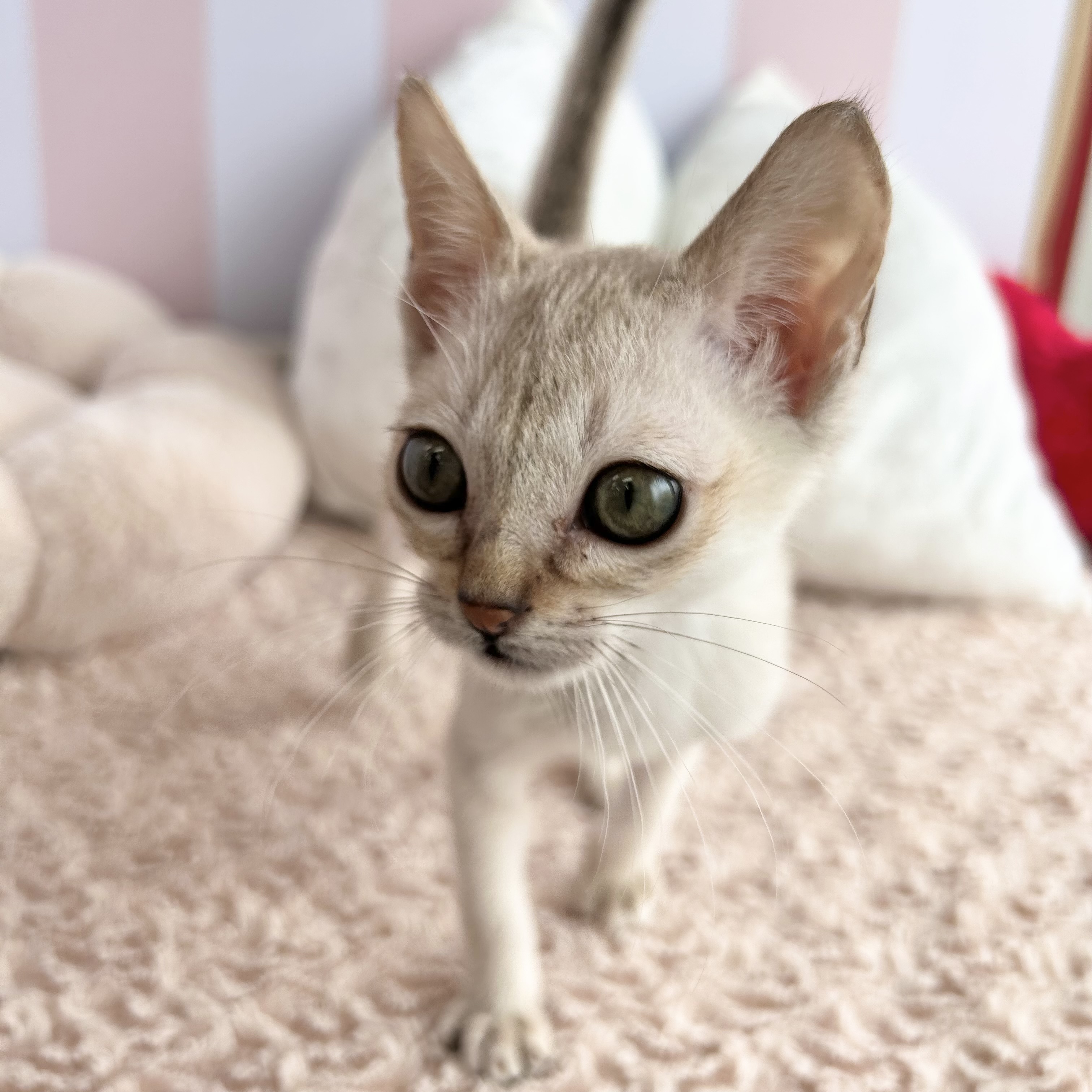 岡山県のシンガプーラ (犬の家＆猫の里倉敷中庄店/2025年8月6日生まれ/男の子/セピアアグーティ)の子猫の3枚目の画像