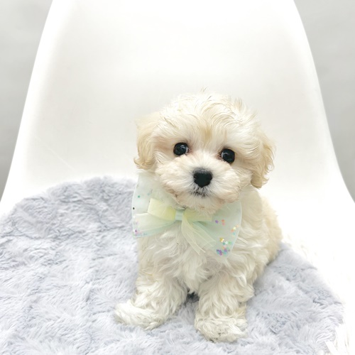 ハーフ犬の写真