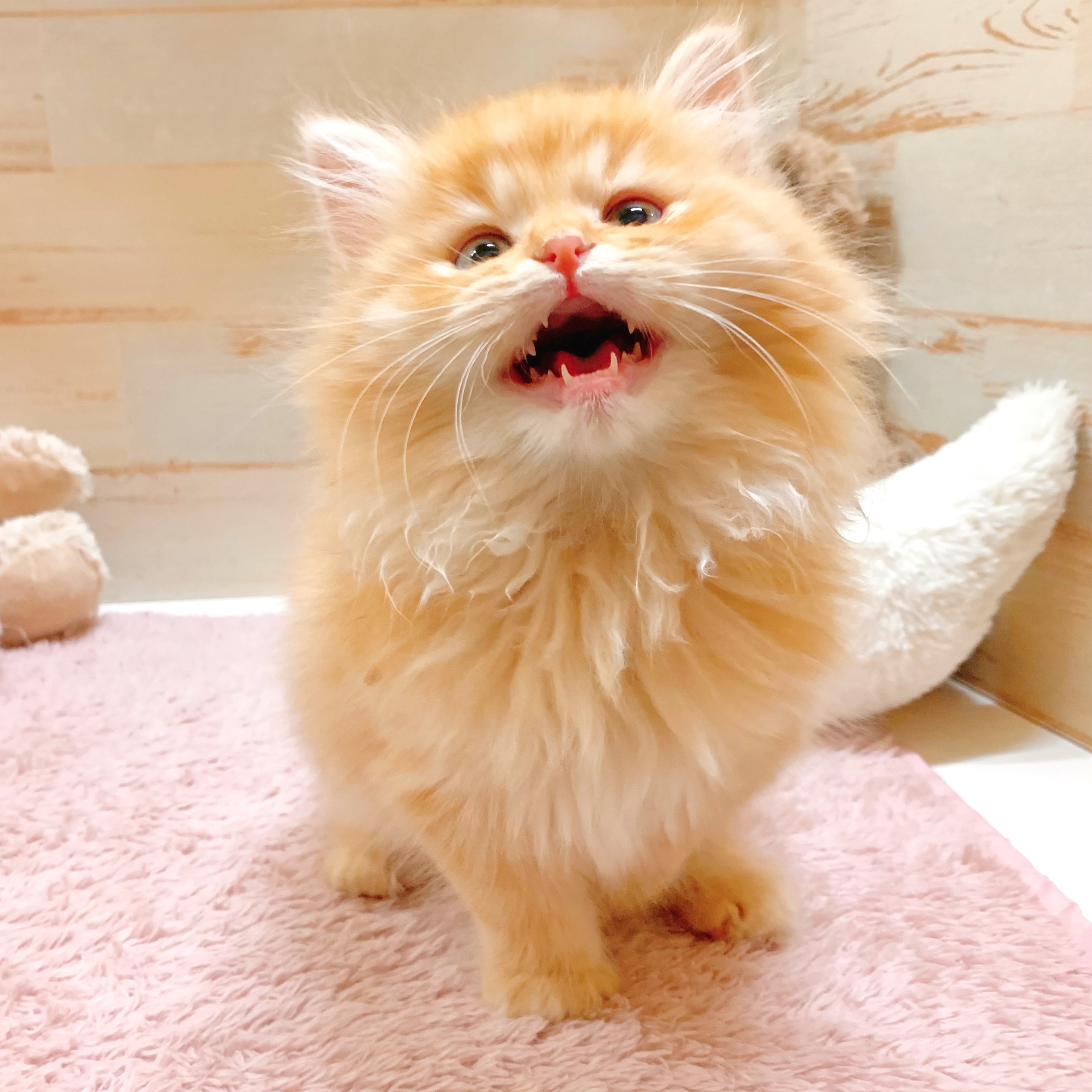 兵庫県のラガマフィン (犬の家＆猫の里神戸店/2025年12月19日生まれ/男の子/レッドタビーホワイト)の子猫の3枚目の画像