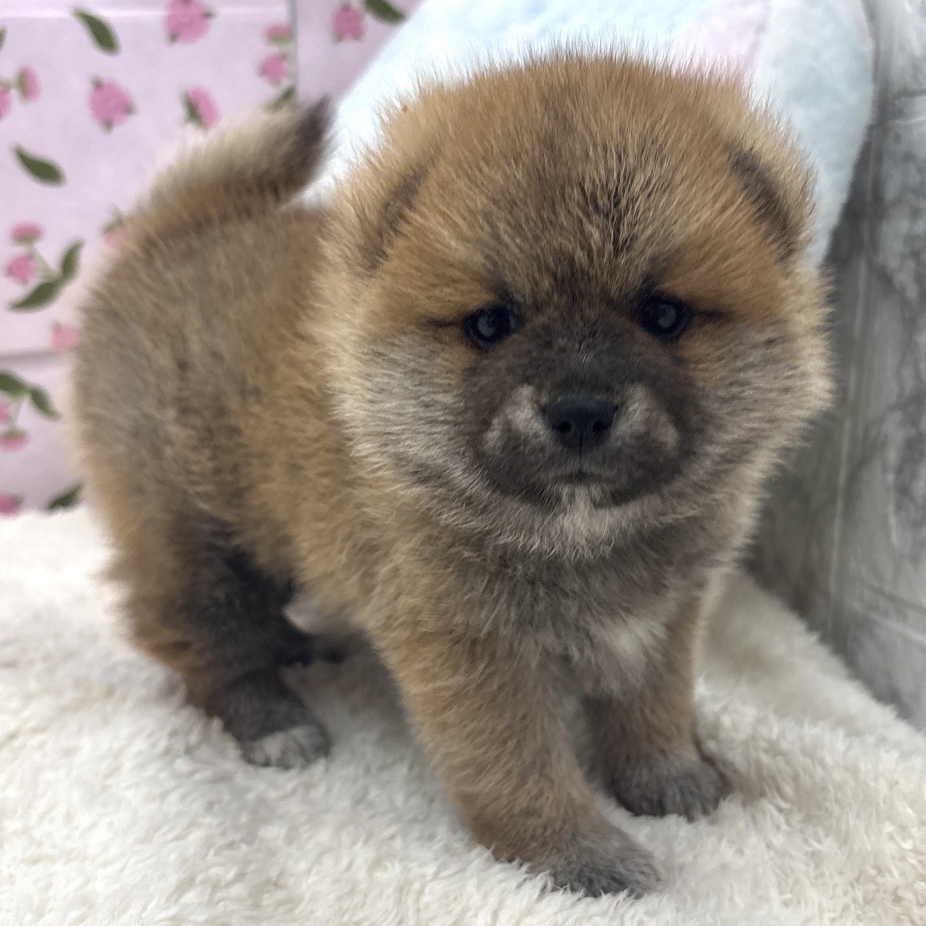 ハーフ犬女の子の写真
