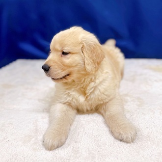愛知県のゴールデンレトリバー (犬の家＆猫の里一宮店/2025年10月18日生まれ/男の子/ゴールデン)の子犬の3枚目の画像