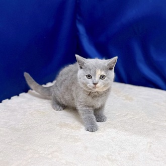 ブリティッシュショートヘア女の子の写真