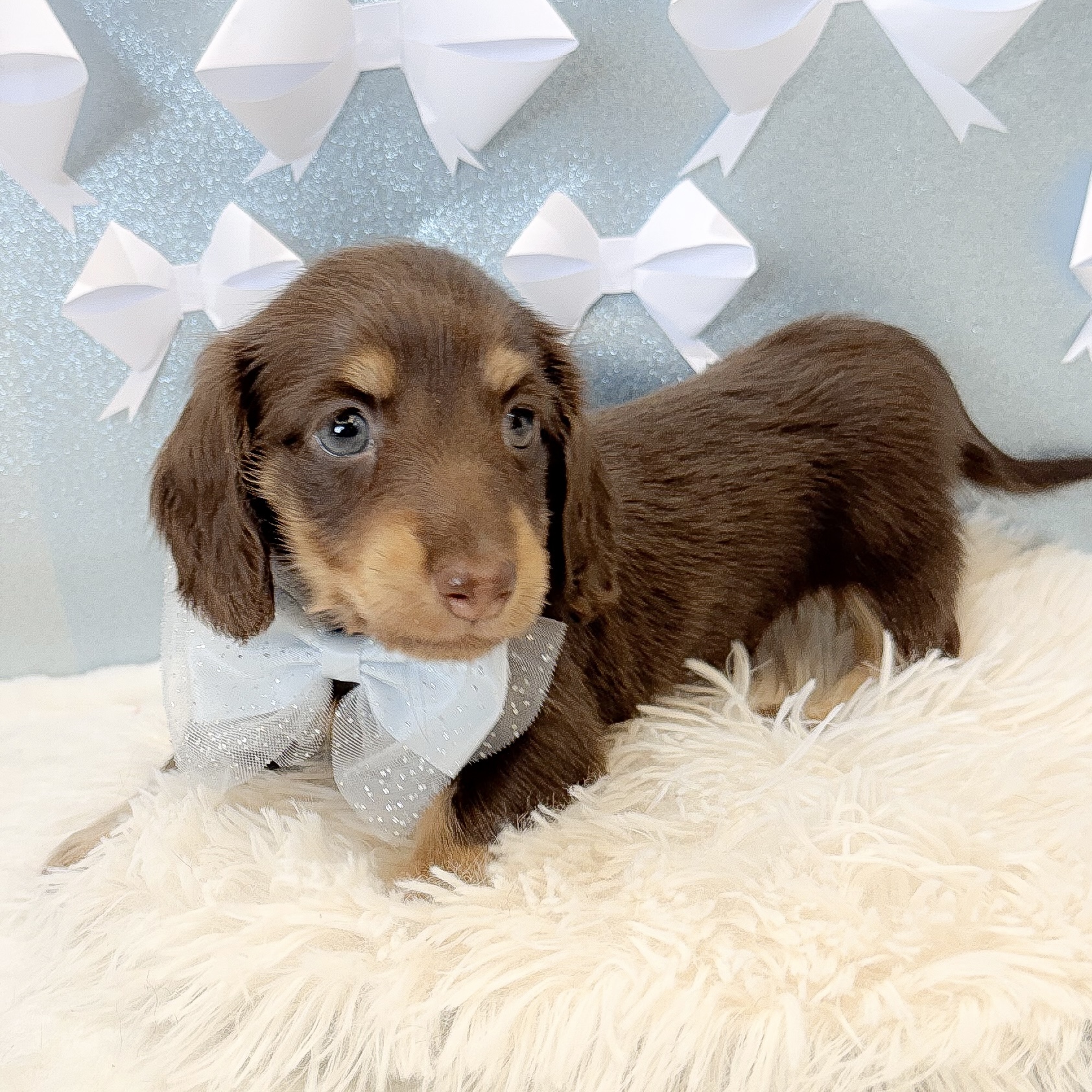 静岡県のミニチュアダックスフンド(ロング) (犬の家＆猫の里富士店/2026年1月18日生まれ/男の子/チョコレートイエロー)の子犬の3枚目の画像