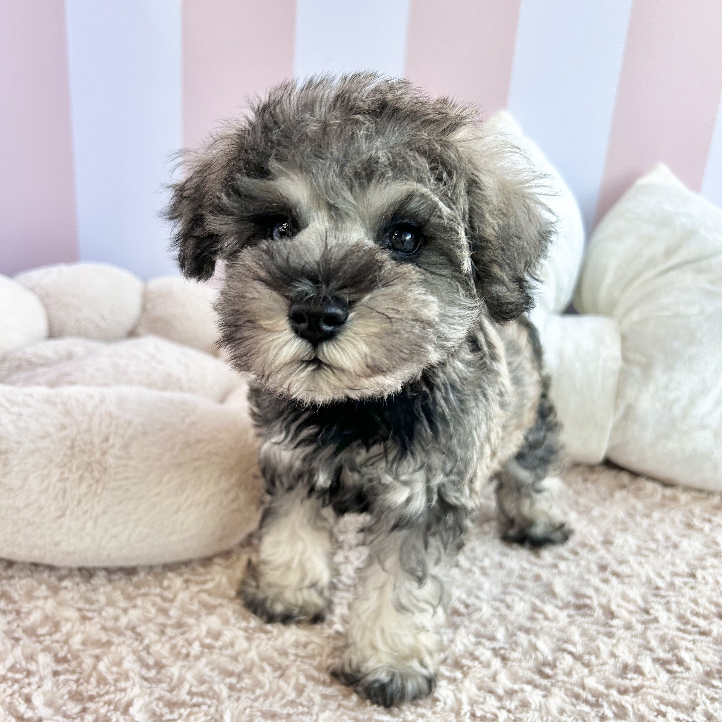 岡山県のミニチュアシュナウザー (犬の家＆猫の里倉敷中庄店/2025年9月3日生まれ/女の子/ソルトペッパー)の子犬の3枚目の画像