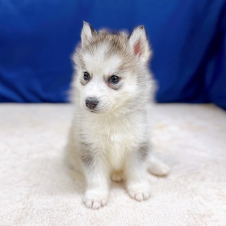 愛知県のシベリアンハスキー (犬の家＆猫の里一宮店/2025年10月17日生まれ/男の子/シルバーホワイト)の子犬の3枚目の画像