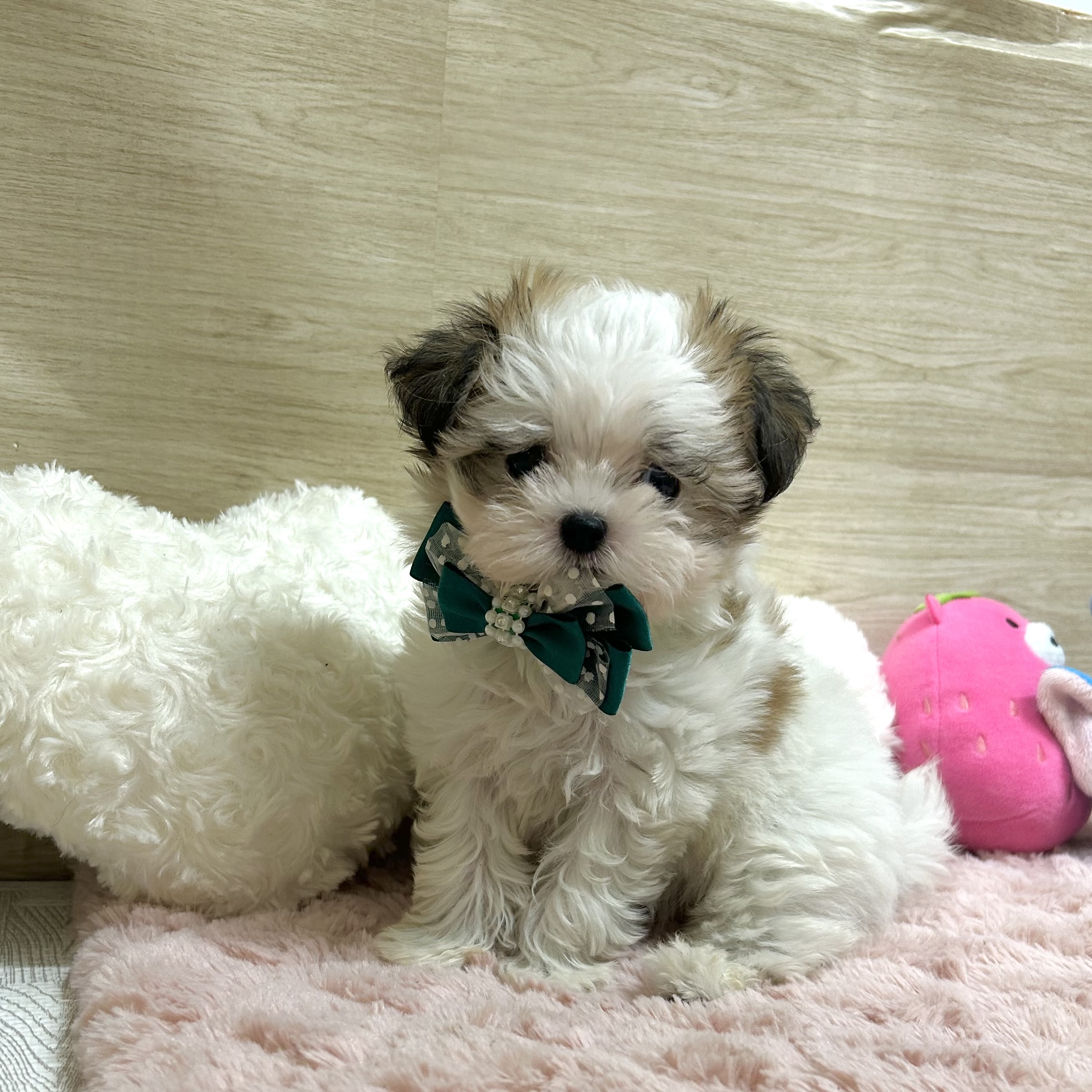 大阪府のハーフ犬・ミックス犬 (犬の家＆猫の里そよら東岸和田店/2025年7月4日生まれ/女の子/ホワイトセーブル)の子犬の3枚目の画像