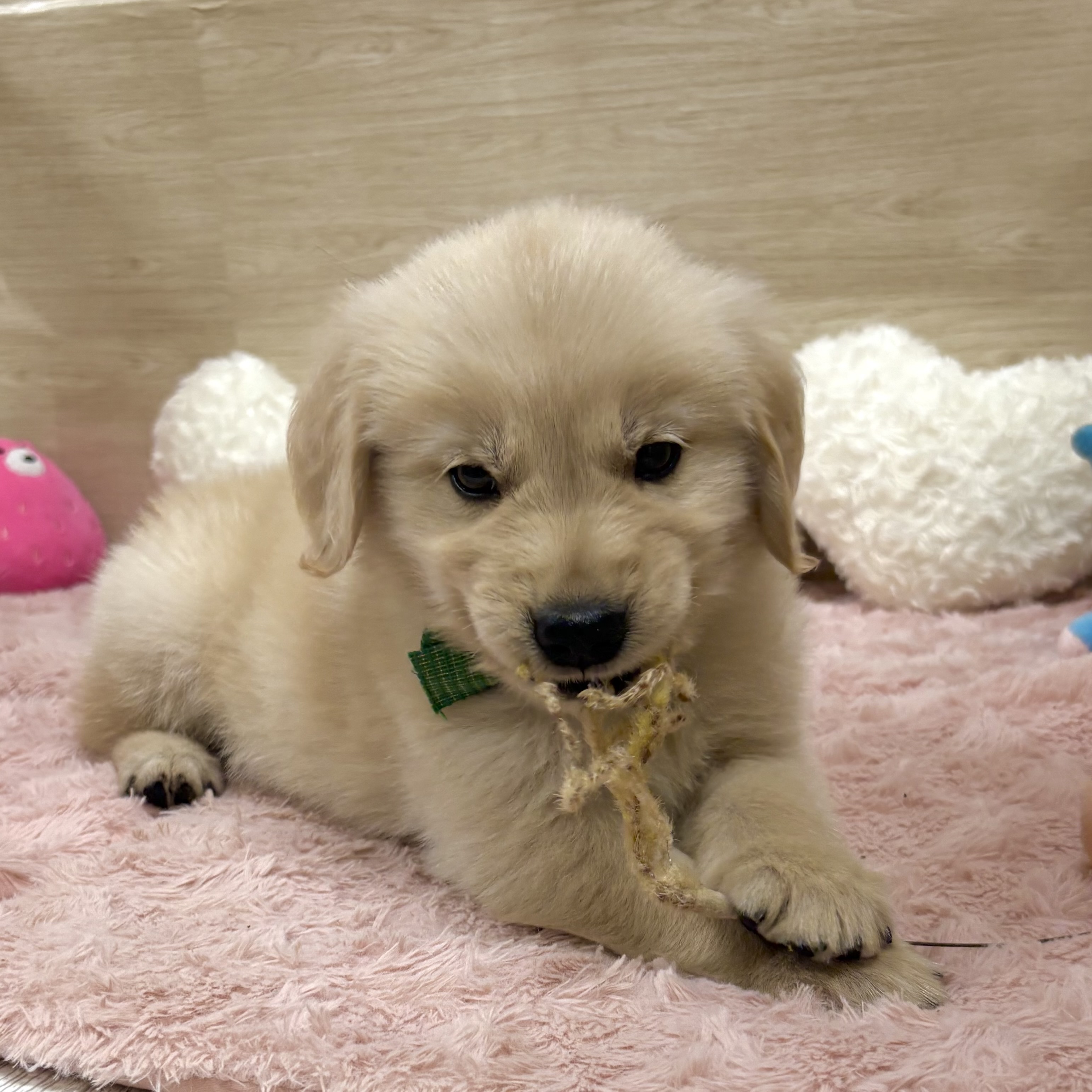 大阪府のゴールデンレトリバー (犬の家＆猫の里そよら東岸和田店/2025年8月21日生まれ/男の子/ゴールデン)の子犬の3枚目の画像