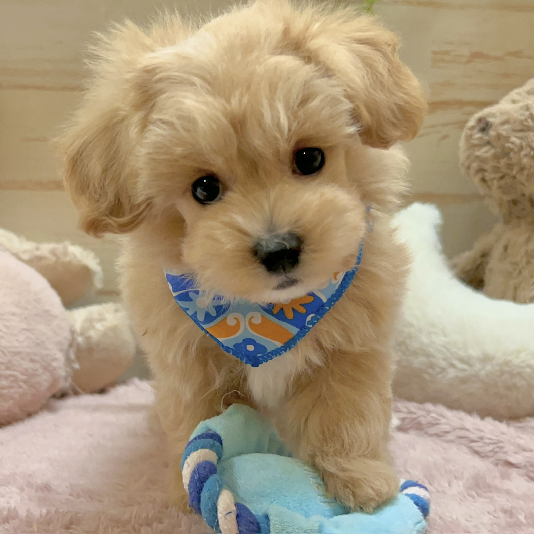 兵庫県のマルプー(マルチーズ×プードル) (犬の家＆猫の里神戸店/2026年1月24日生まれ/男の子/クリーム)の子犬の3枚目の画像