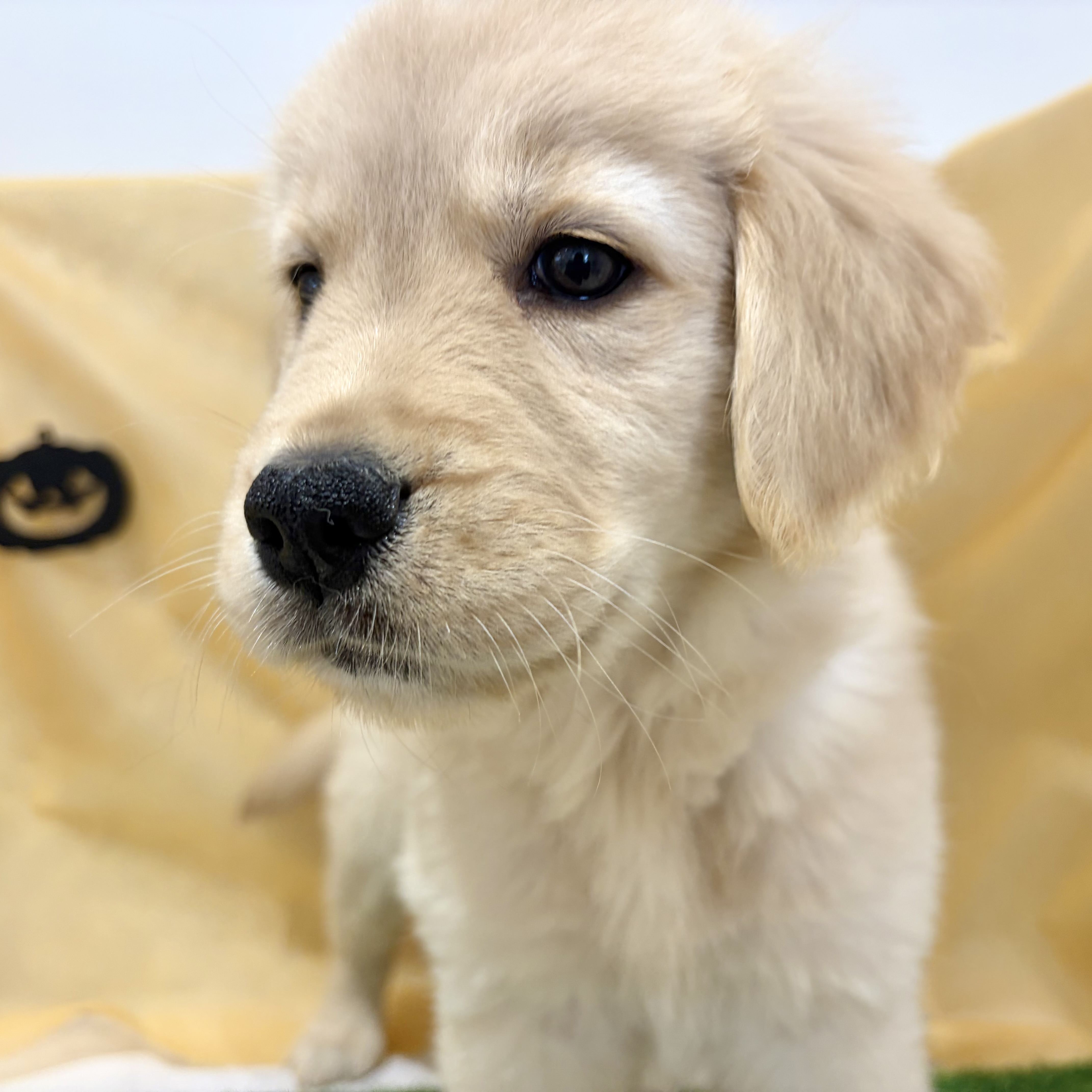 福岡県のゴールデンレトリバー (犬の家＆猫の里くりえいと宗像店/2026年7月21日生まれ/女の子/ゴールデン)の子犬の3枚目の画像