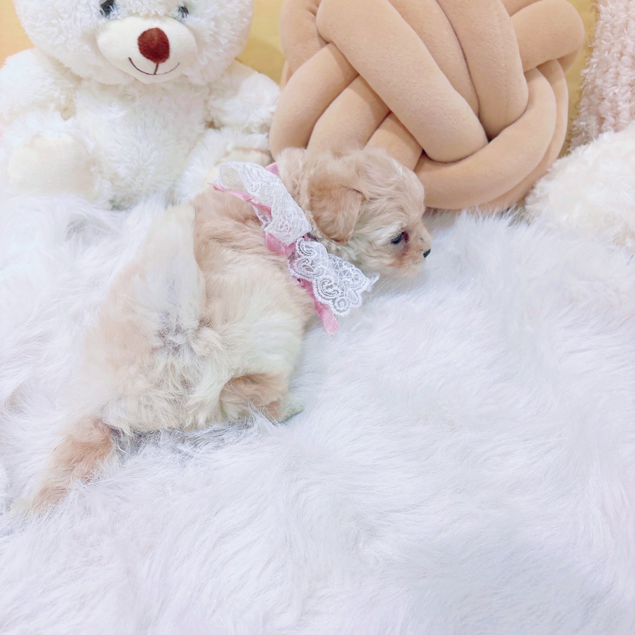 神奈川県のマルプー(マルチーズ×プードル) (犬の家＆猫の里元住吉ブレーメン通り店/2025年12月1日生まれ/女の子/クリーム)の子犬の3枚目の画像