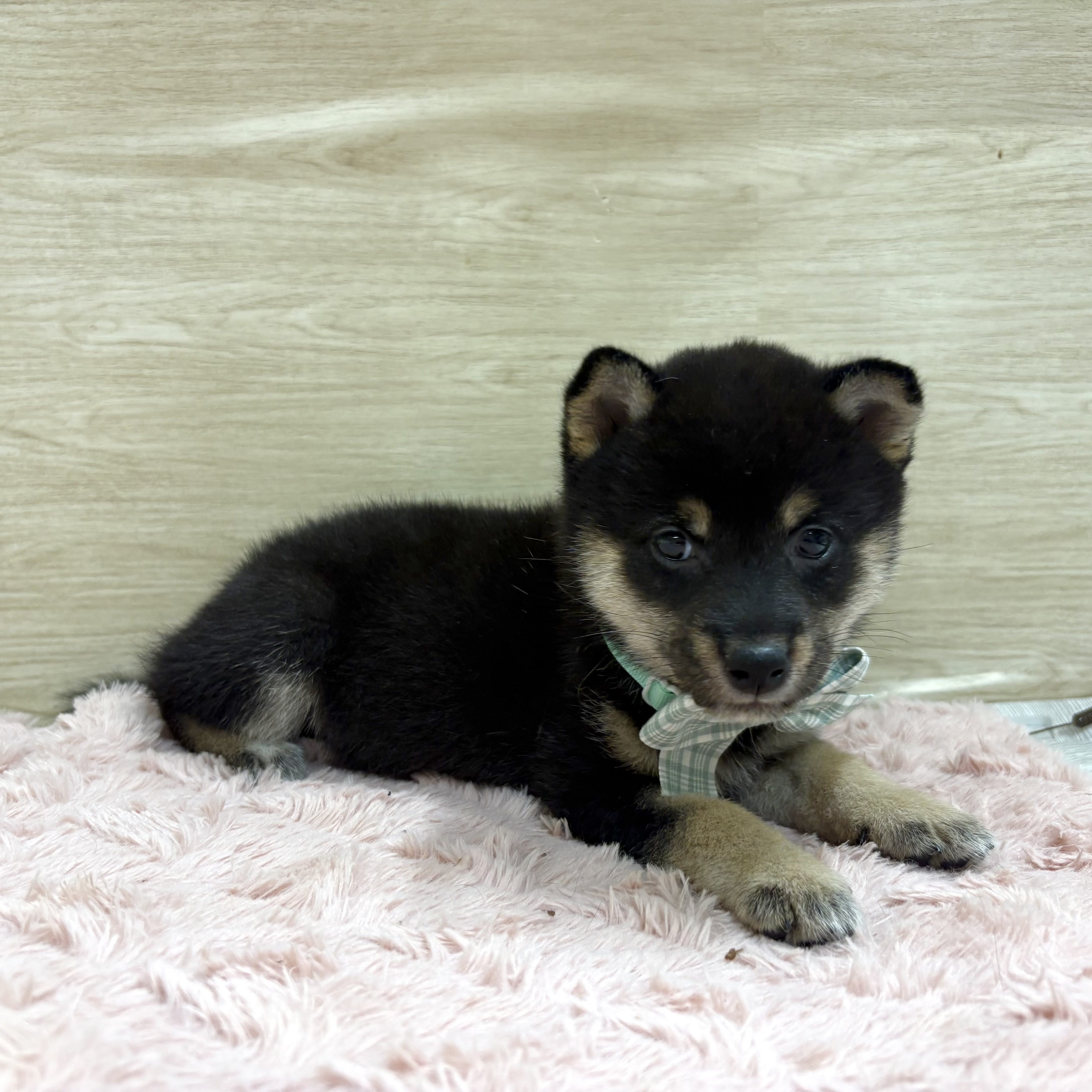 大阪府の豆柴 (犬の家＆猫の里そよら東岸和田店/2025年8月20日生まれ/男の子/黒)の子犬の1枚目の画像