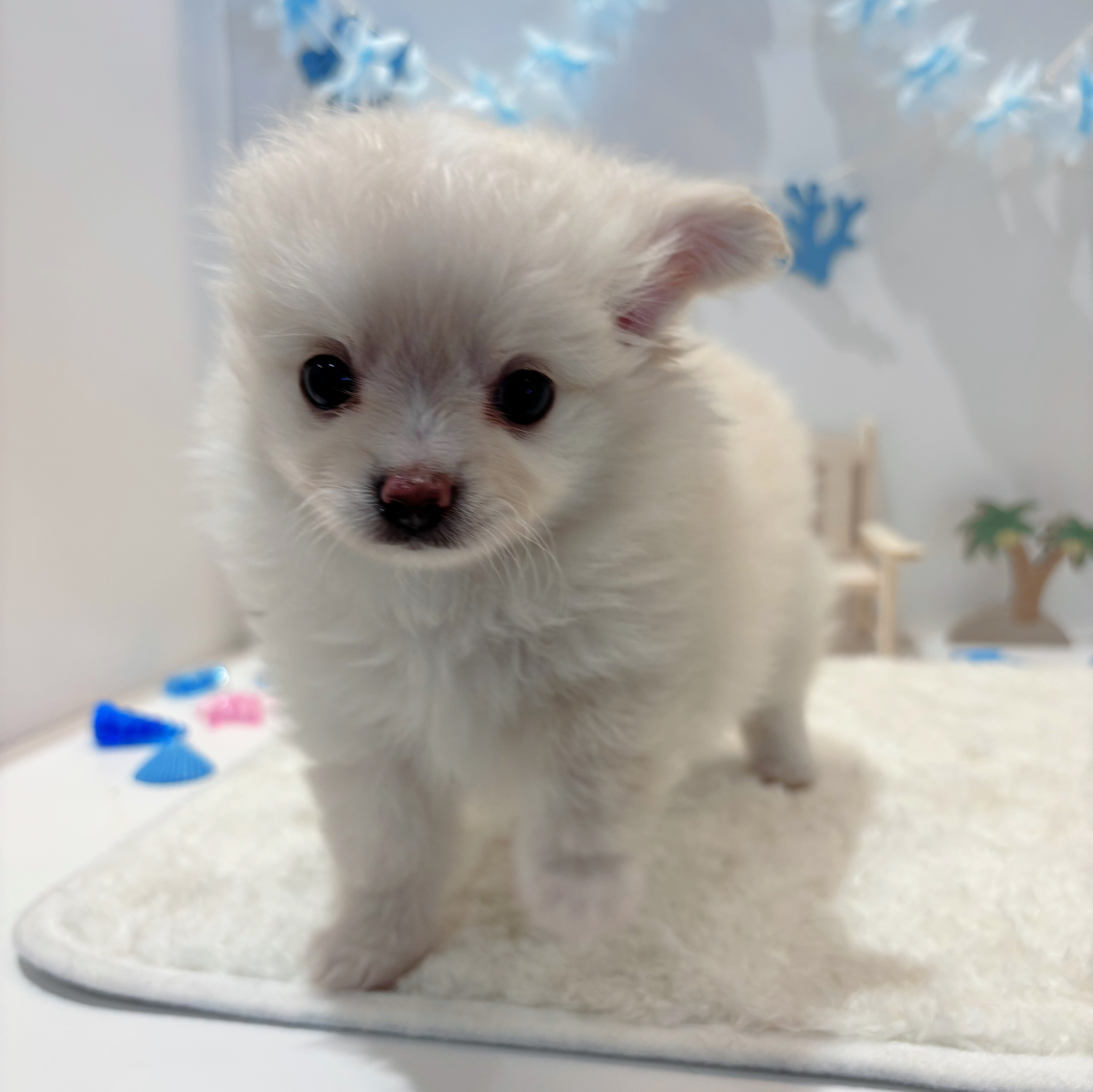 岡山県のポメチワ/チワポメ/ポメチー(ポメラニアン×チワワ) (犬の家＆猫の里天満屋ハピーズ西大寺モール店/2026年6月21日生まれ/女の子/クリーム)の子犬の3枚目の画像