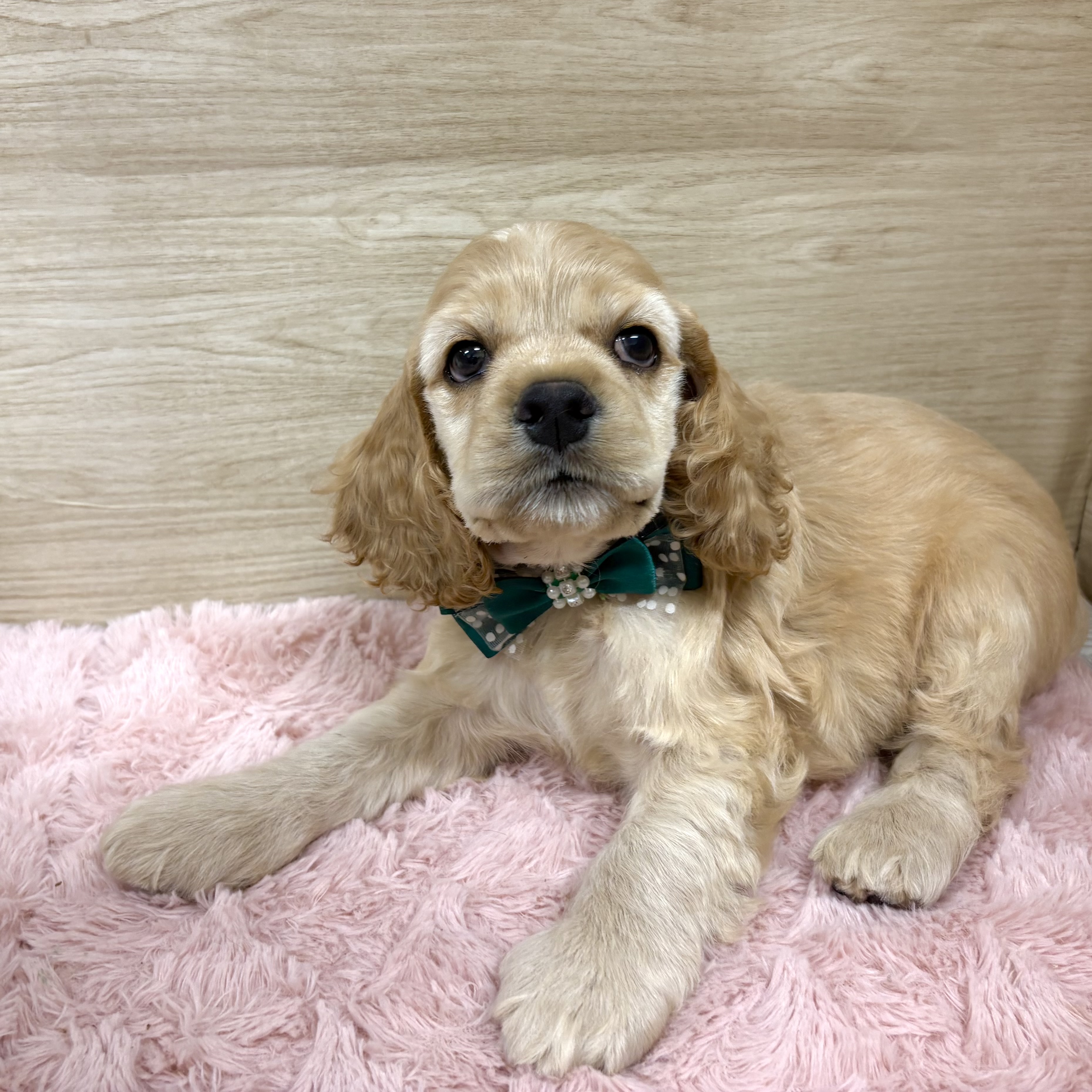 大阪府のアメリカンコッカースパニエル (犬の家＆猫の里そよら東岸和田店/2025年8月21日生まれ/男の子/バフ)の子犬の3枚目の画像
