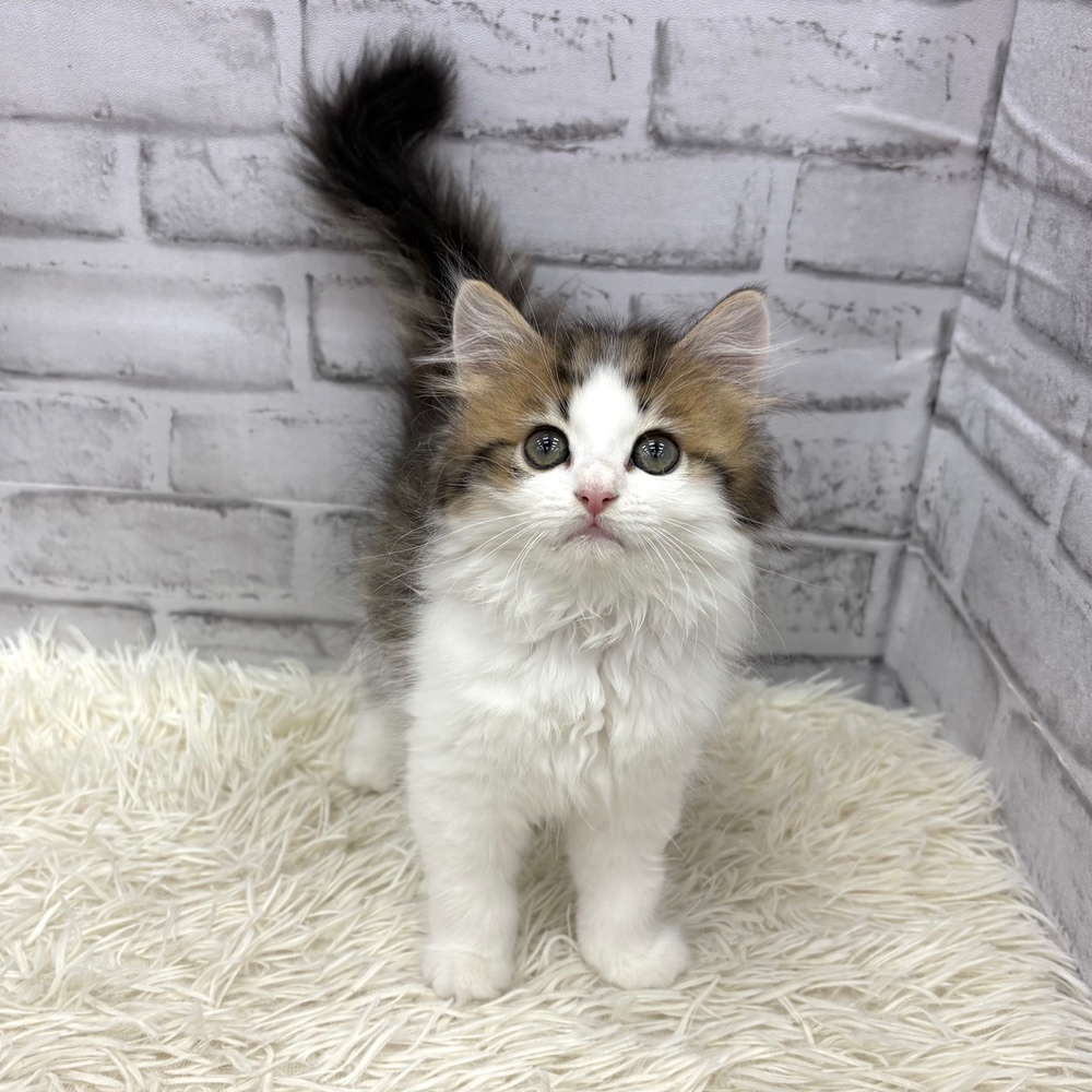 愛知県のミヌエット (犬の家＆猫の里MEGAドン・キホーテ東海名和店/2026年4月29日生まれ/男の子/ブラウンタビーホワイト)の子猫の3枚目の画像