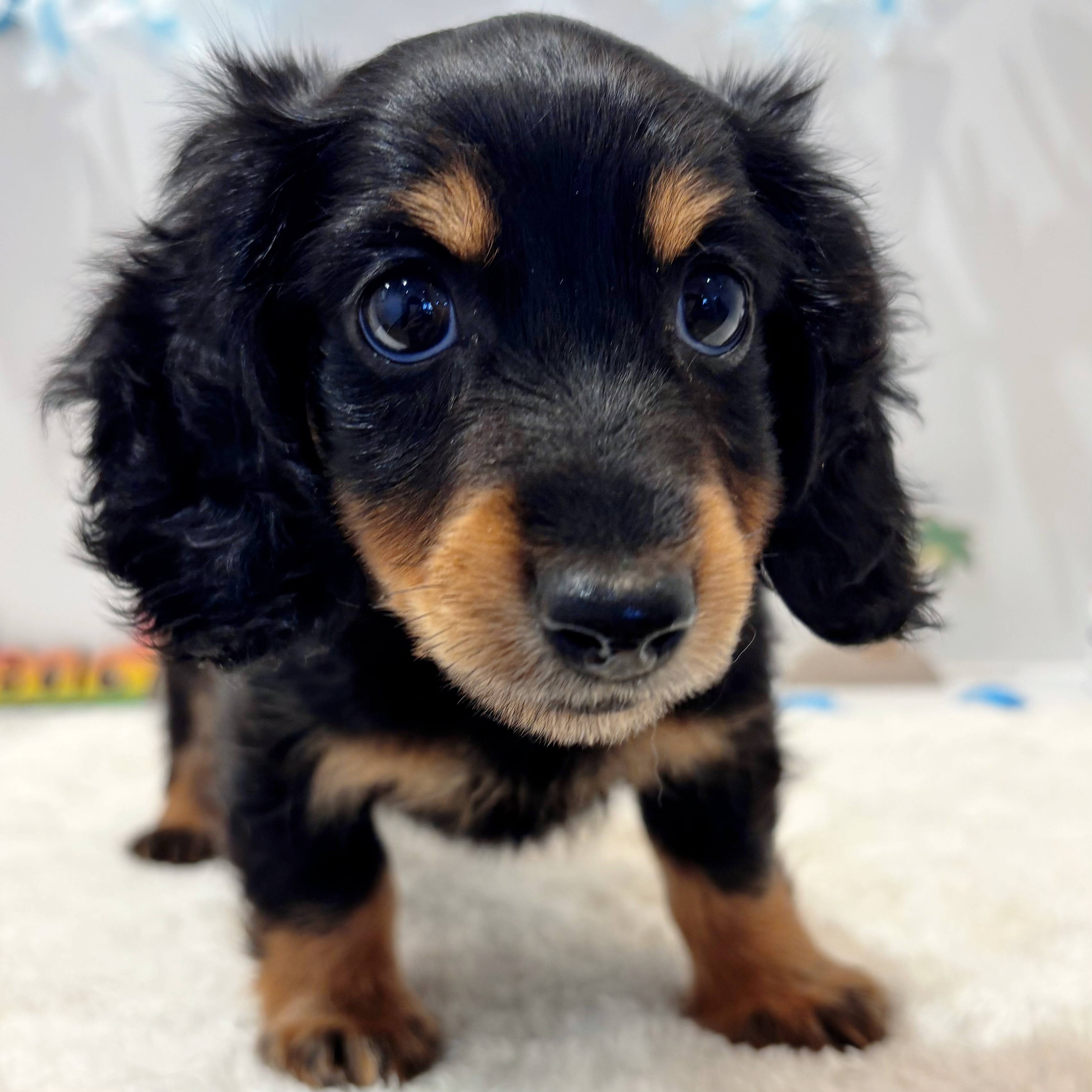 岡山県のミニチュアダックスフンド(ロング) (犬の家＆猫の里天満屋ハピーズ西大寺モール店/2026年6月18日生まれ/男の子/ブラックタン)の子犬の3枚目の画像