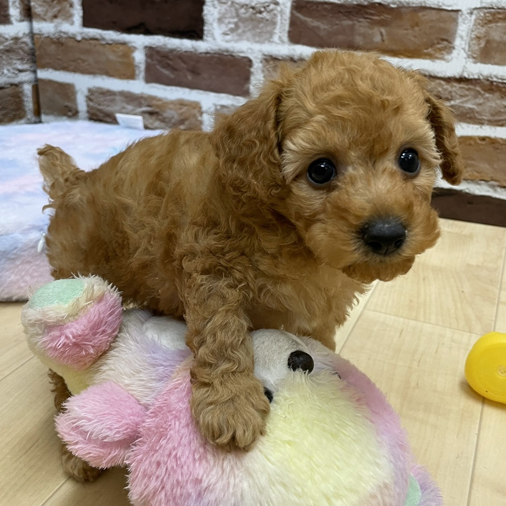 愛知県のトイプードル(トイ) (犬の家＆猫の里七宝店/2025年10月15日生まれ/男の子/オレンジフォーン)の子犬の3枚目の画像