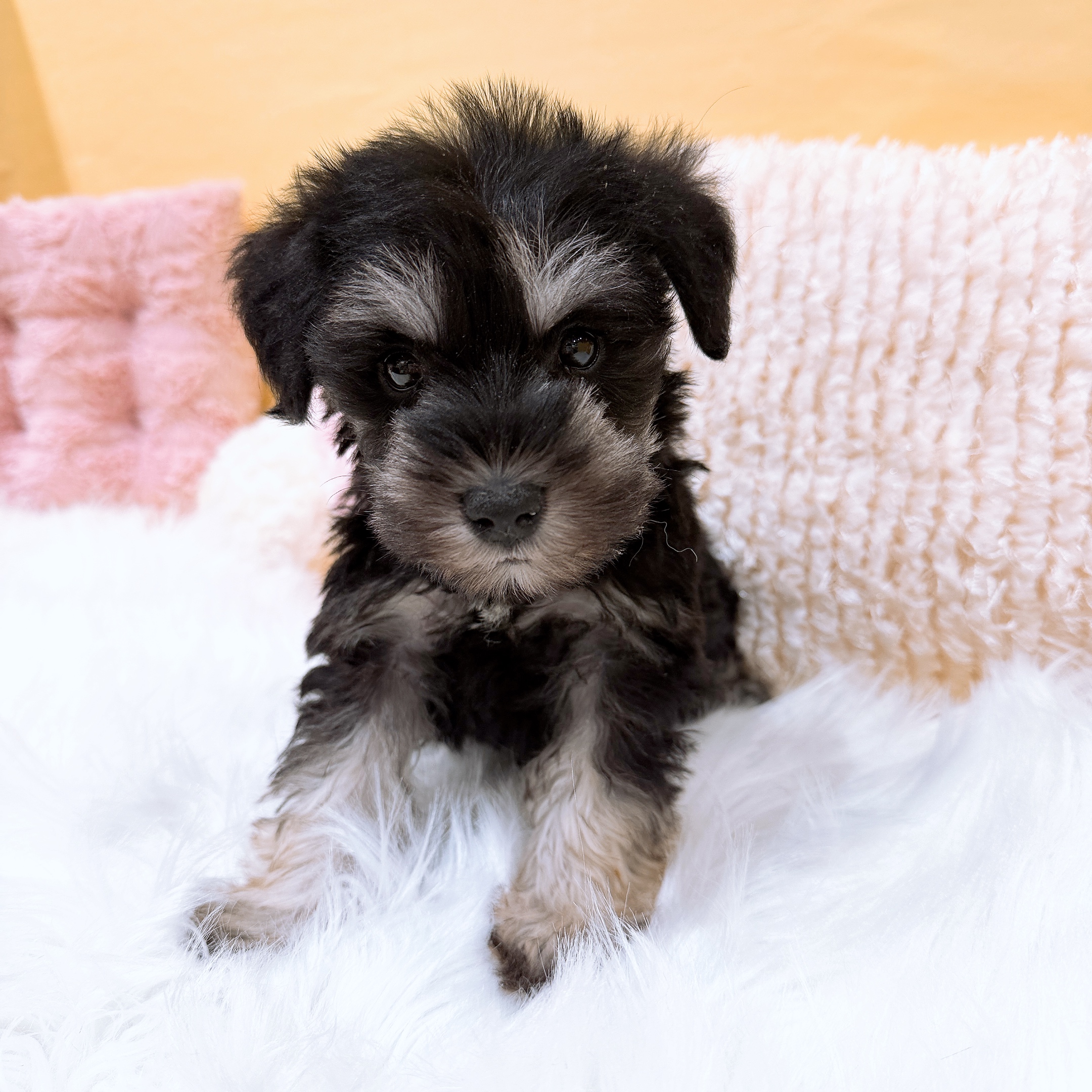 神奈川県のミニチュアシュナウザー (犬の家＆猫の里元住吉ブレーメン通り店/2026年1月19日生まれ/女の子/ブラックシルバー)の子犬の3枚目の画像