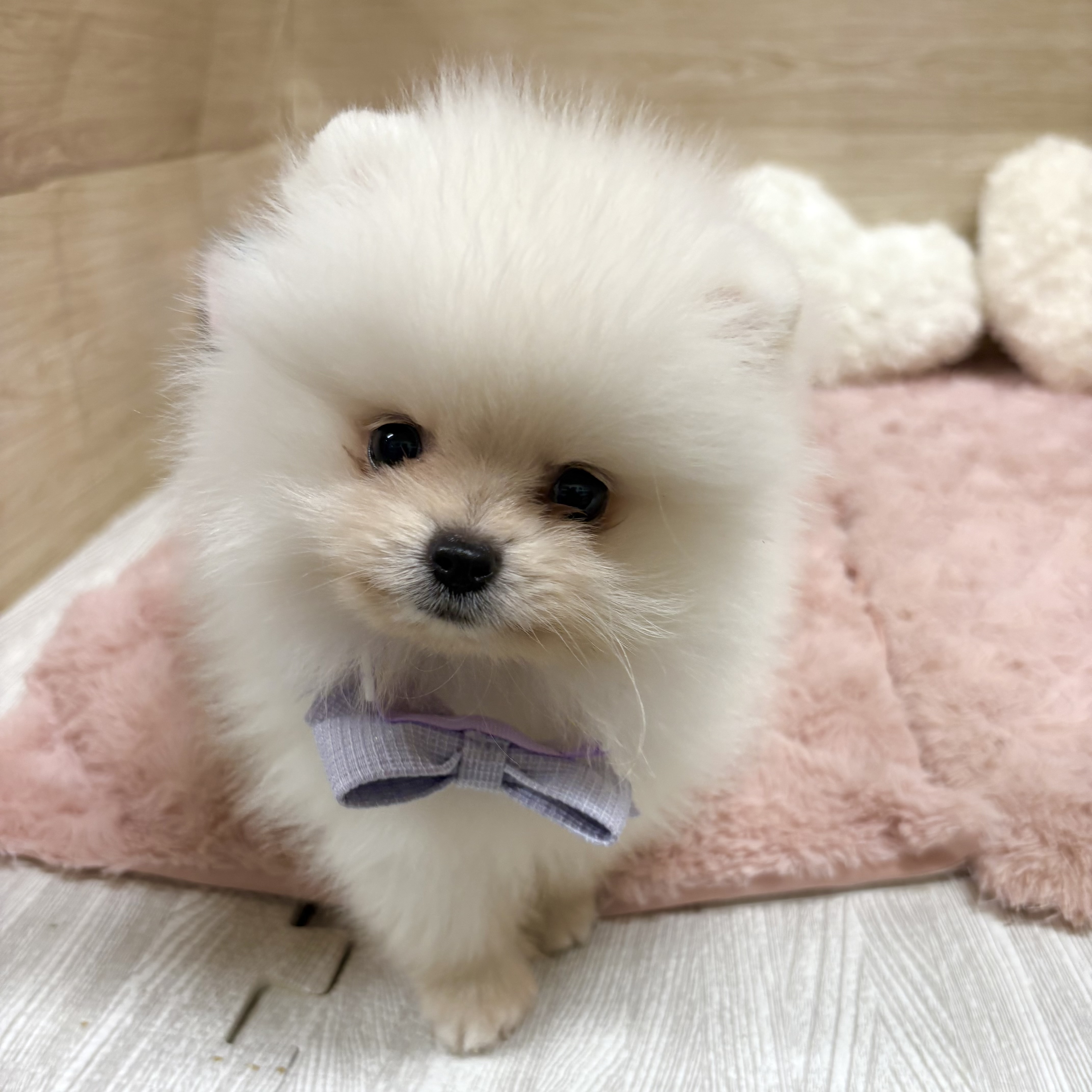 大阪府のポメラニアン (犬の家＆猫の里そよら東岸和田店/2025年8月18日生まれ/男の子/クリーム)の子犬の3枚目の画像