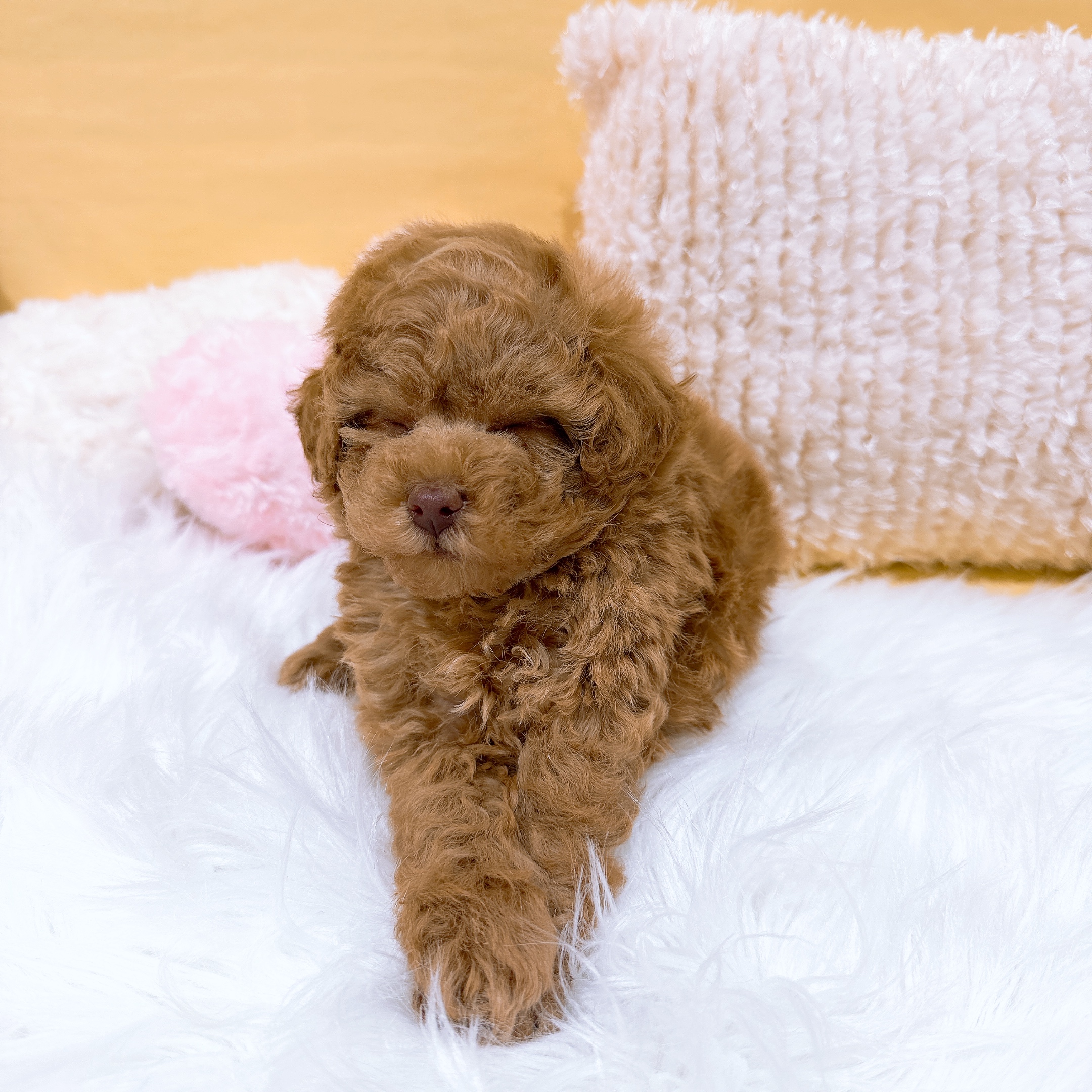 神奈川県のトイプードル(トイ) (犬の家＆猫の里元住吉ブレーメン通り店/2026年1月19日生まれ/男の子/アプリコット)の子犬の3枚目の画像