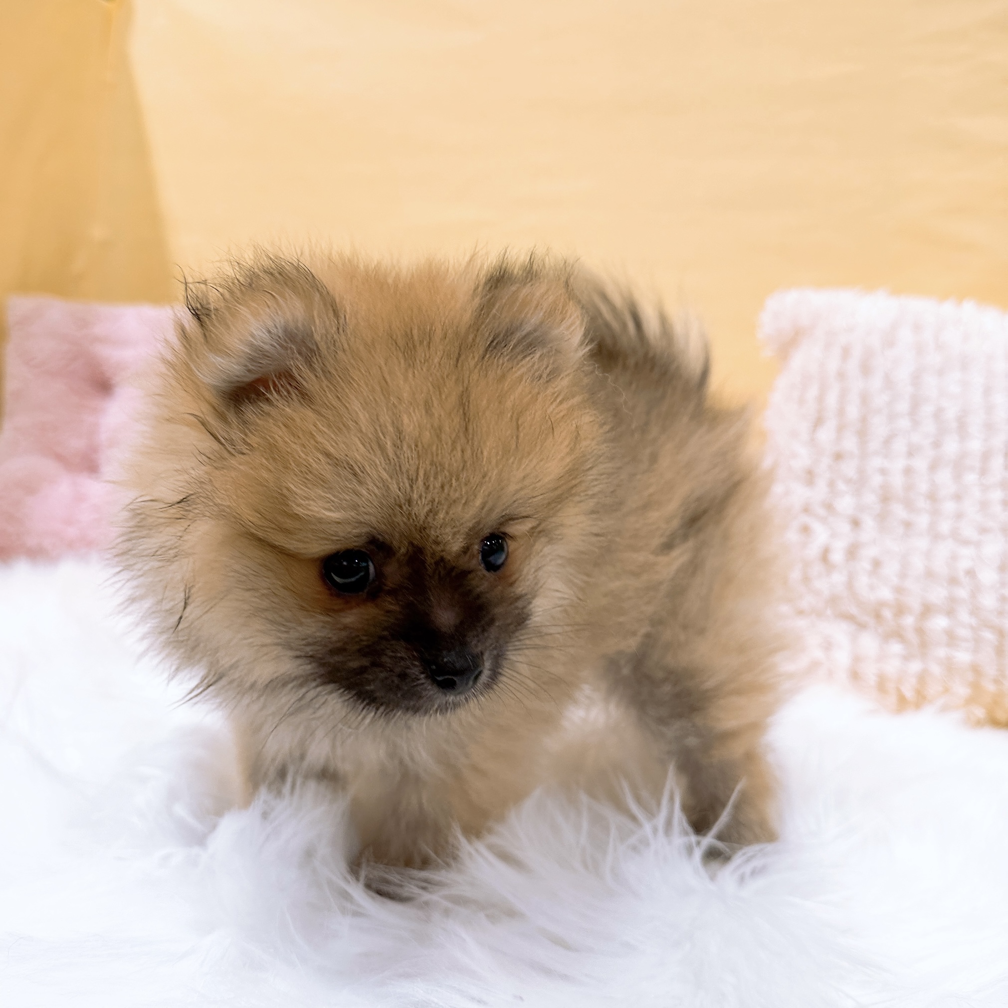 神奈川県のポメラニアン (犬の家＆猫の里元住吉ブレーメン通り店/2026年1月15日生まれ/男の子/オレンジセーブル)の子犬の3枚目の画像