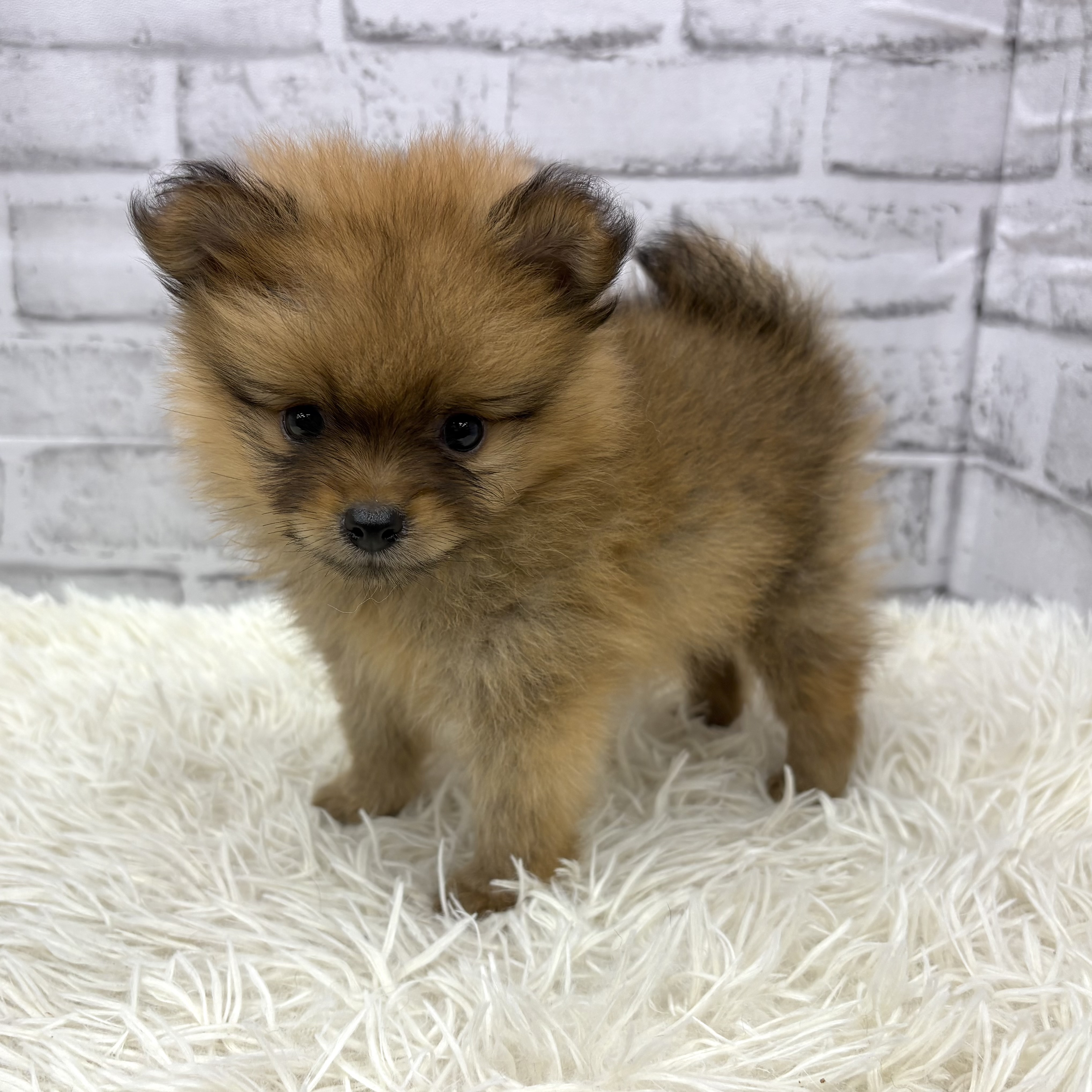 愛知県のポメラニアン (犬の家＆猫の里MEGAドン・キホーテ東海名和店/2026年5月10日生まれ/女の子/オレンジ)の子犬の3枚目の画像