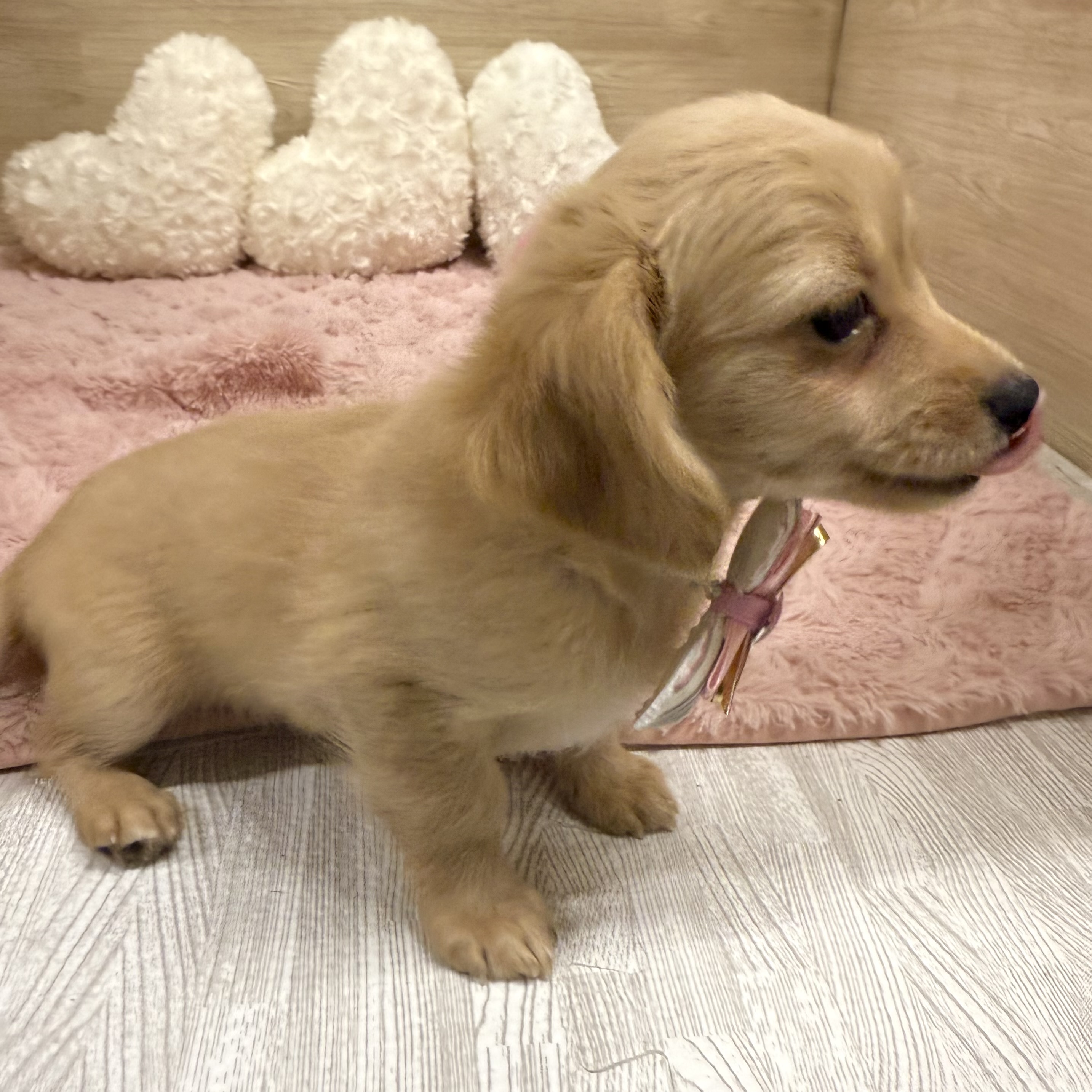 大阪府のチワックス(チワワ×ダックス) (犬の家＆猫の里そよら東岸和田店/2025年7月28日生まれ/男の子/クリーム)の子犬の3枚目の画像