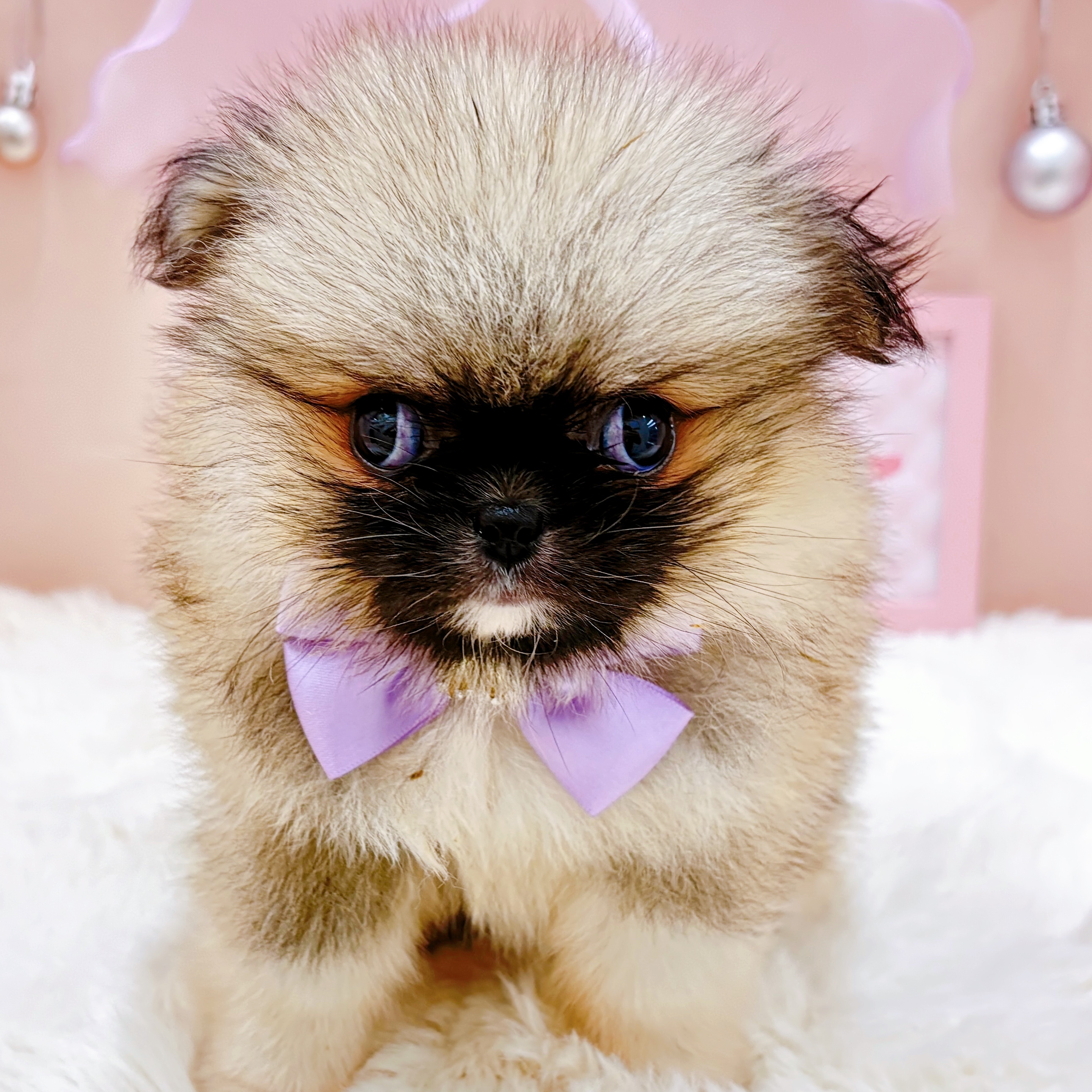 福井県のハーフ犬・ミックス犬 (犬の家＆猫の里アミーゴ福井大和田店/2026年4月26日生まれ/女の子/フォーン)の子犬の3枚目の画像