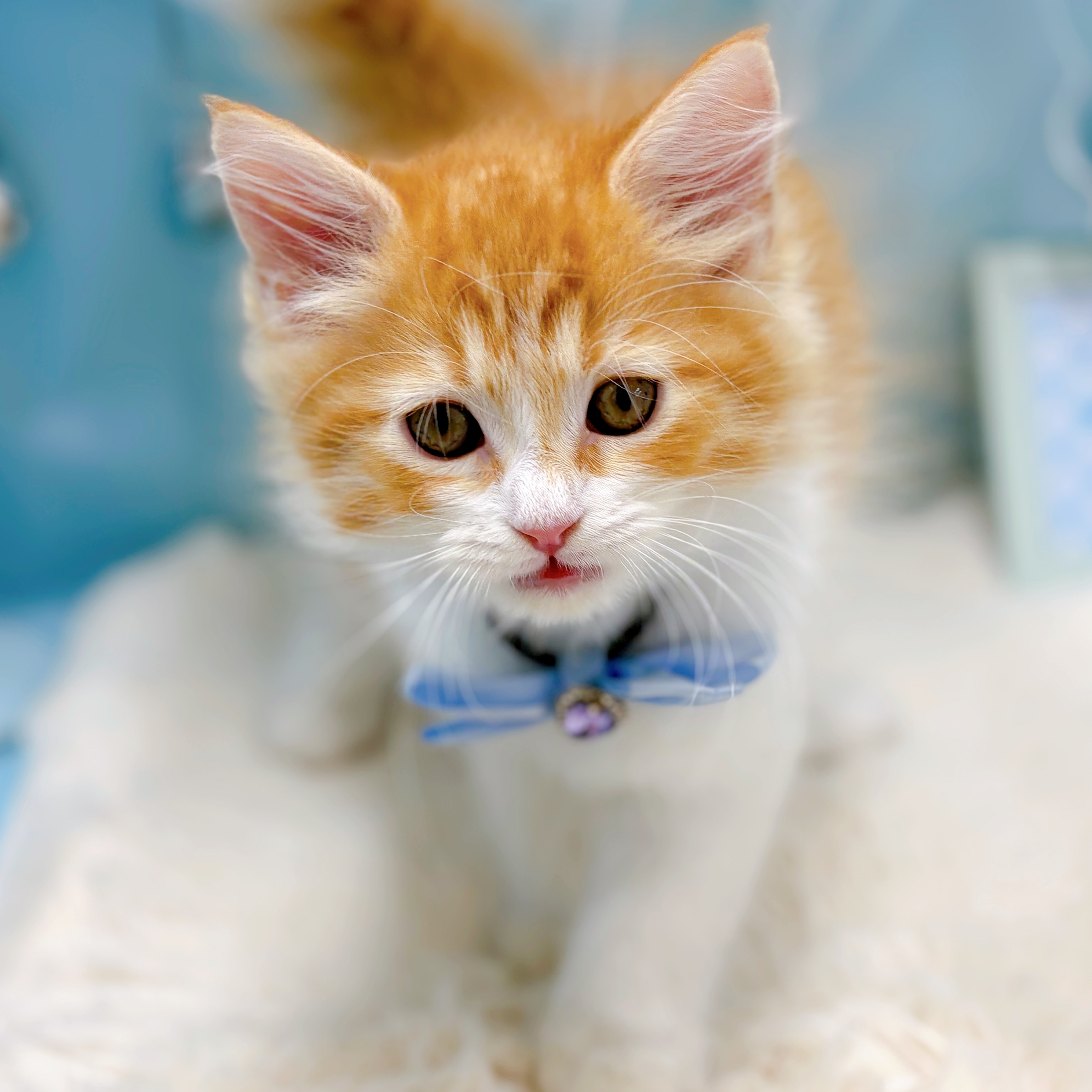 福井県のサイベリアン (犬の家＆猫の里アミーゴ福井大和田店/2026年4月24日生まれ/男の子/レッドタビーホワイト)の子猫の3枚目の画像