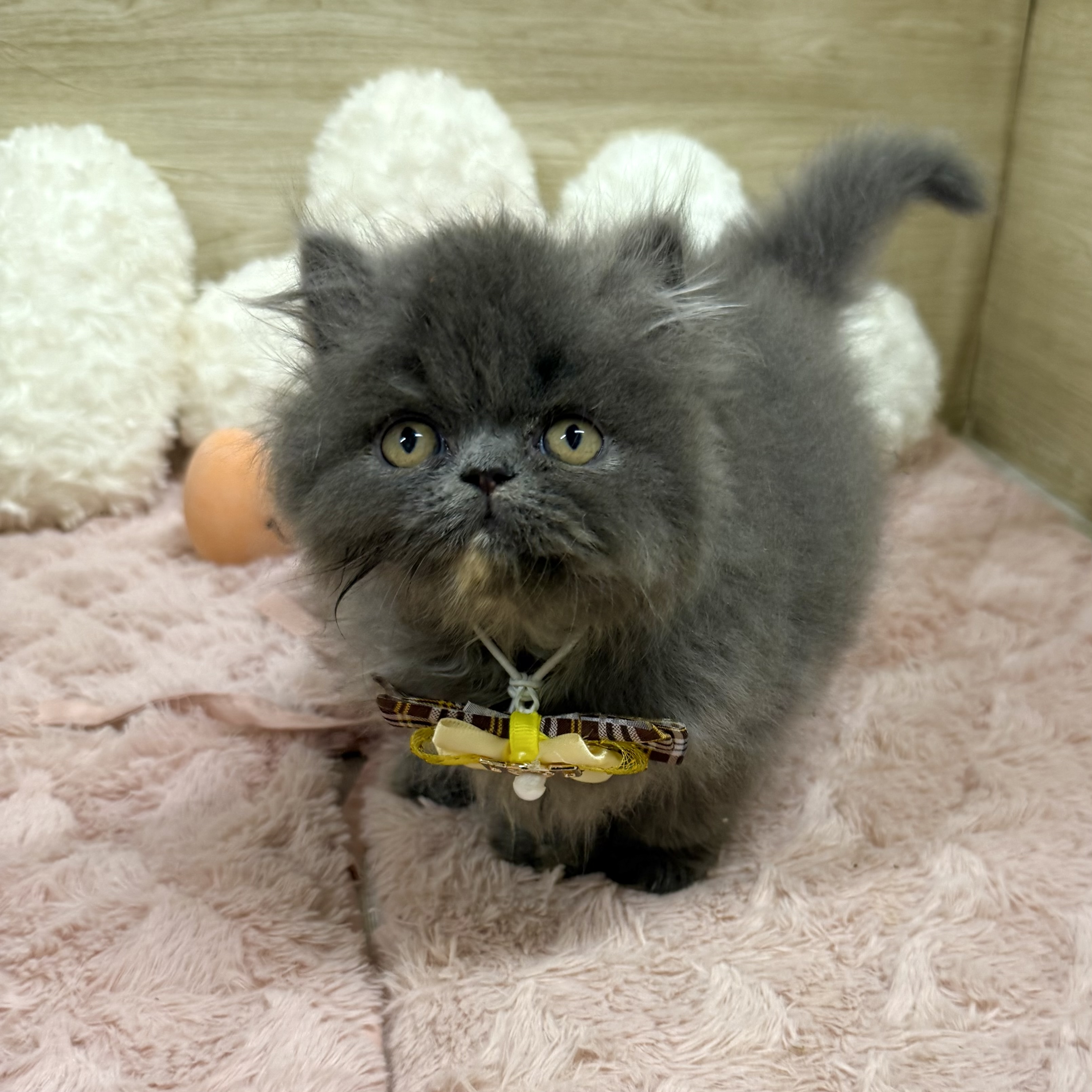 大阪府のエキゾチック (犬の家&猫の里そよら東岸和田店/2025年7月27日生まれ/女の子/ブルークリーム)の子猫の3枚目の画像