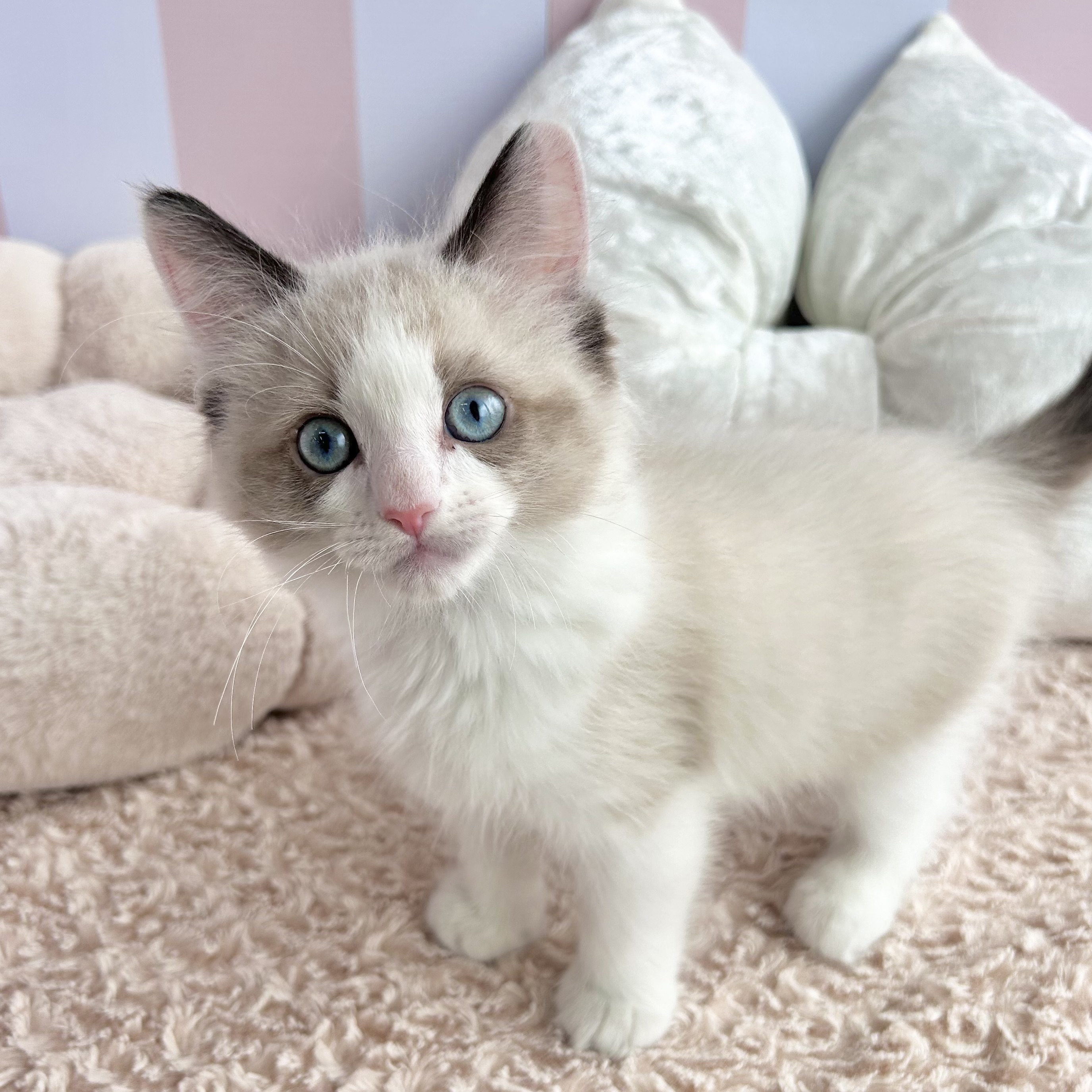 岡山県のラグドール (犬の家＆猫の里倉敷中庄店/2025年9月4日生まれ/男の子/シールポイントバイカラー)の子猫の3枚目の画像