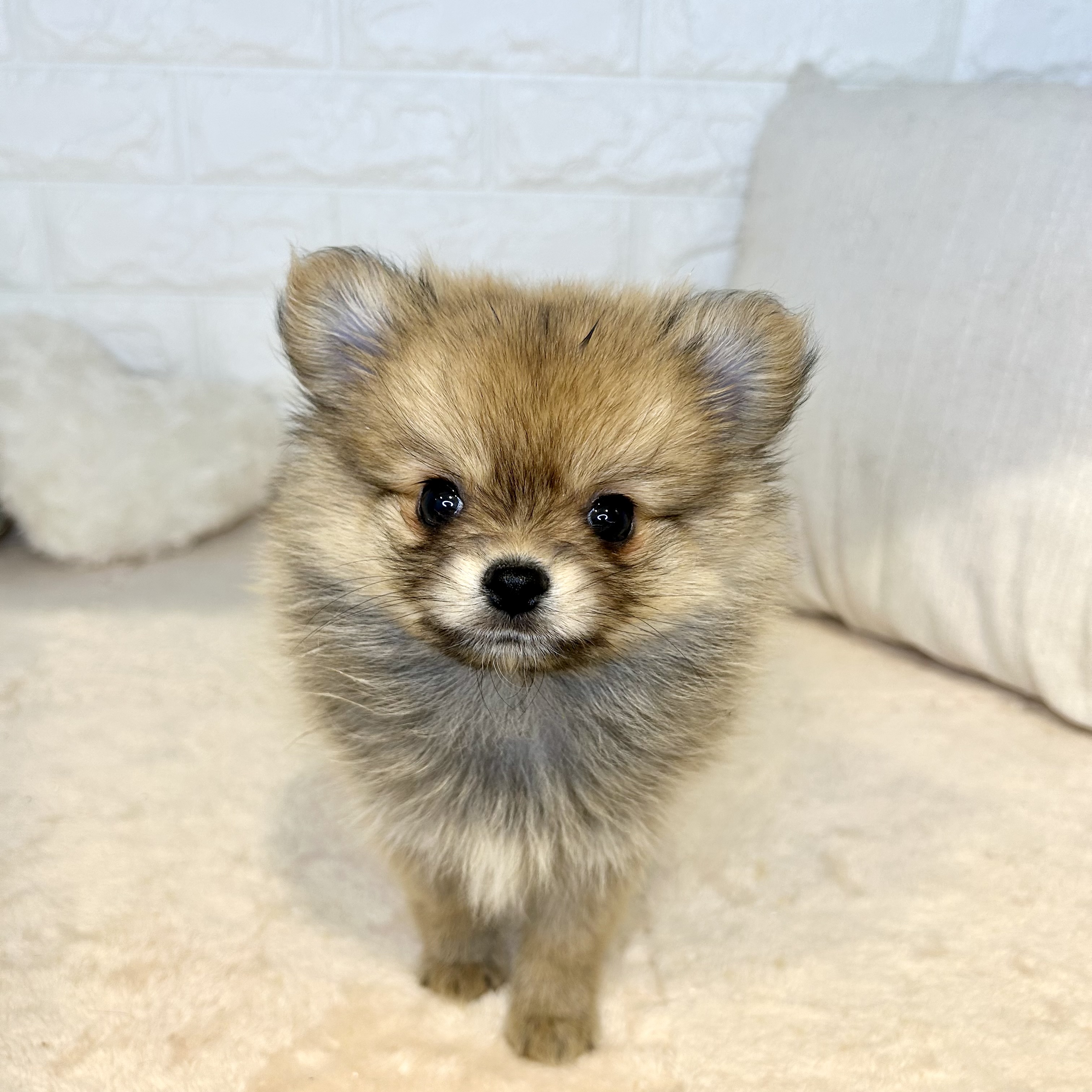 東京都のポメチワ/チワポメ/ポメチー(ポメラニアン×チワワ) (犬の家＆猫の里新宿店/2025年12月7日生まれ/女の子/フォーン)の子犬の3枚目の画像