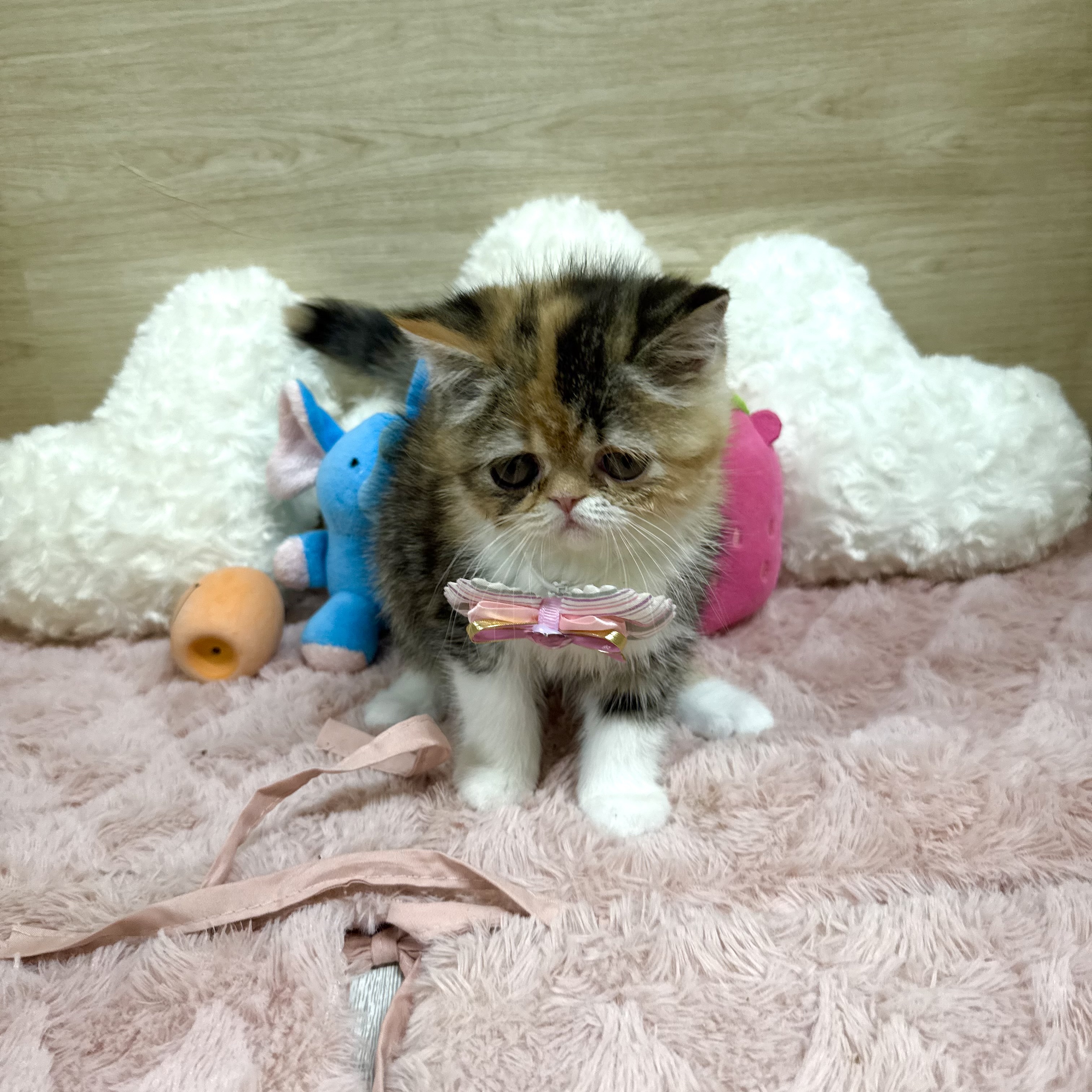 大阪府のミヌエット (犬の家＆猫の里そよら東岸和田店/2025年8月3日生まれ/女の子/キャリコ)の子猫の3枚目の画像