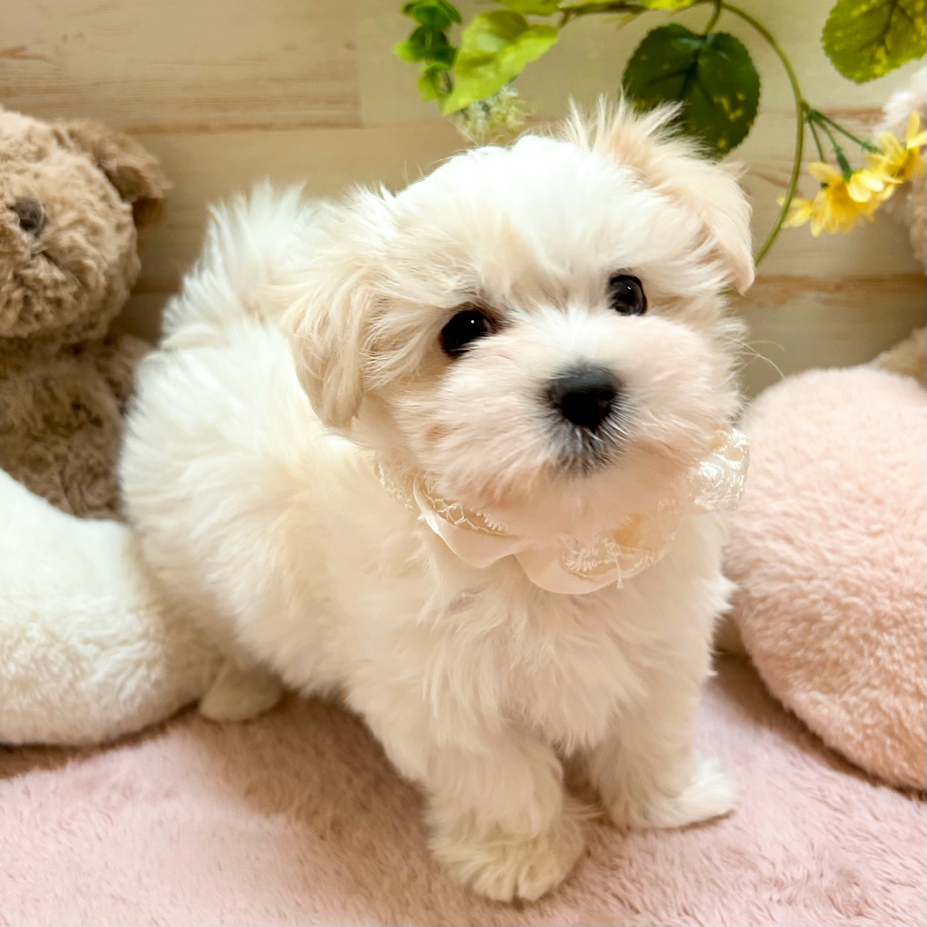 兵庫県のマルチーズ (犬の家＆猫の里神戸店/2026年2月4日生まれ/女の子/ホワイト)の子犬の3枚目の画像