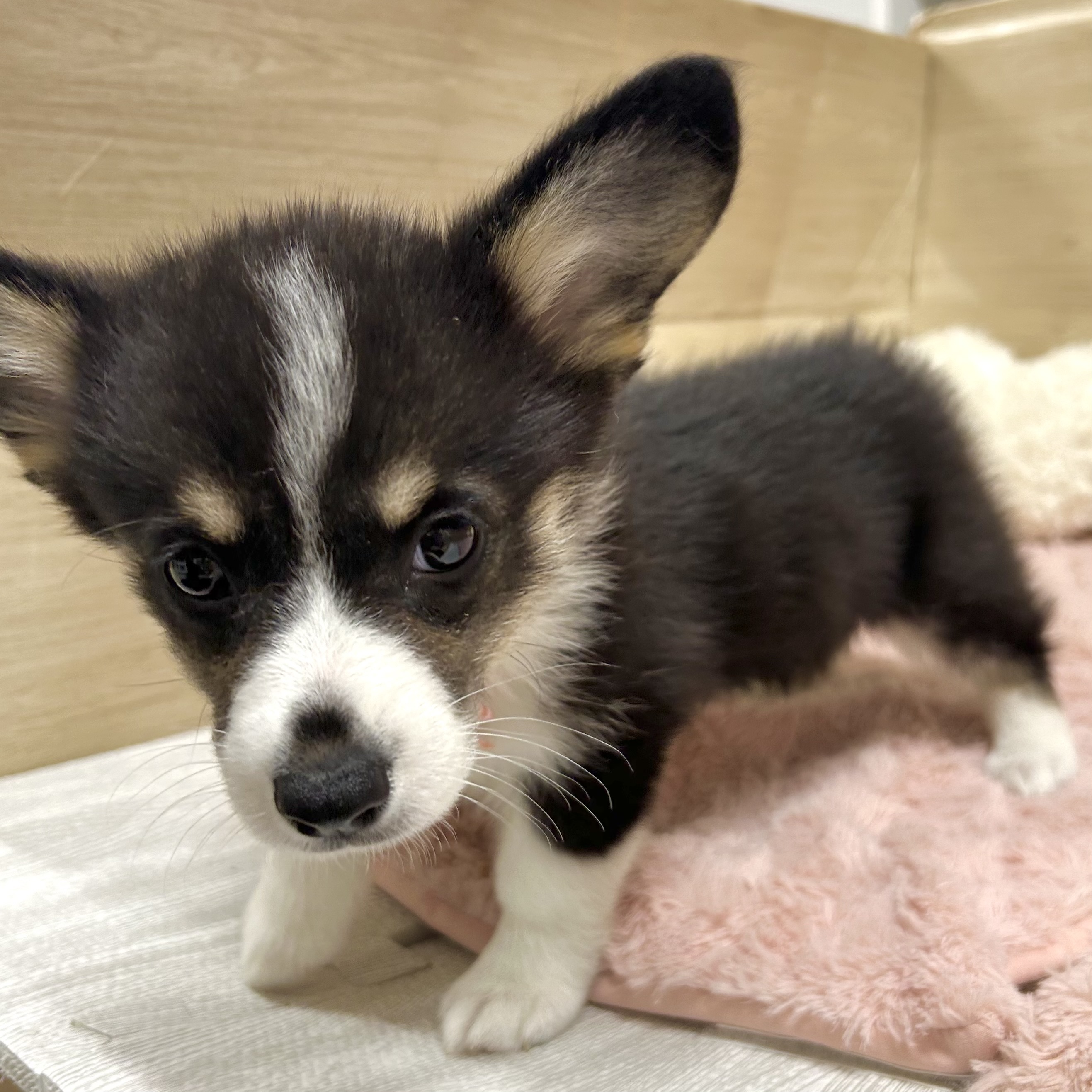 大阪府のウェルシュコーギーペンブローク (犬の家＆猫の里そよら東岸和田店/2025年7月16日生まれ/女の子/ブラックタンホワイト)の子犬の3枚目の画像