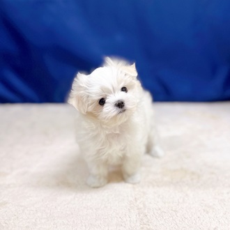 愛知県のマルチーズ (犬の家＆猫の里一宮店/2025年10月19日生まれ/女の子/ホワイト)の子犬の3枚目の画像