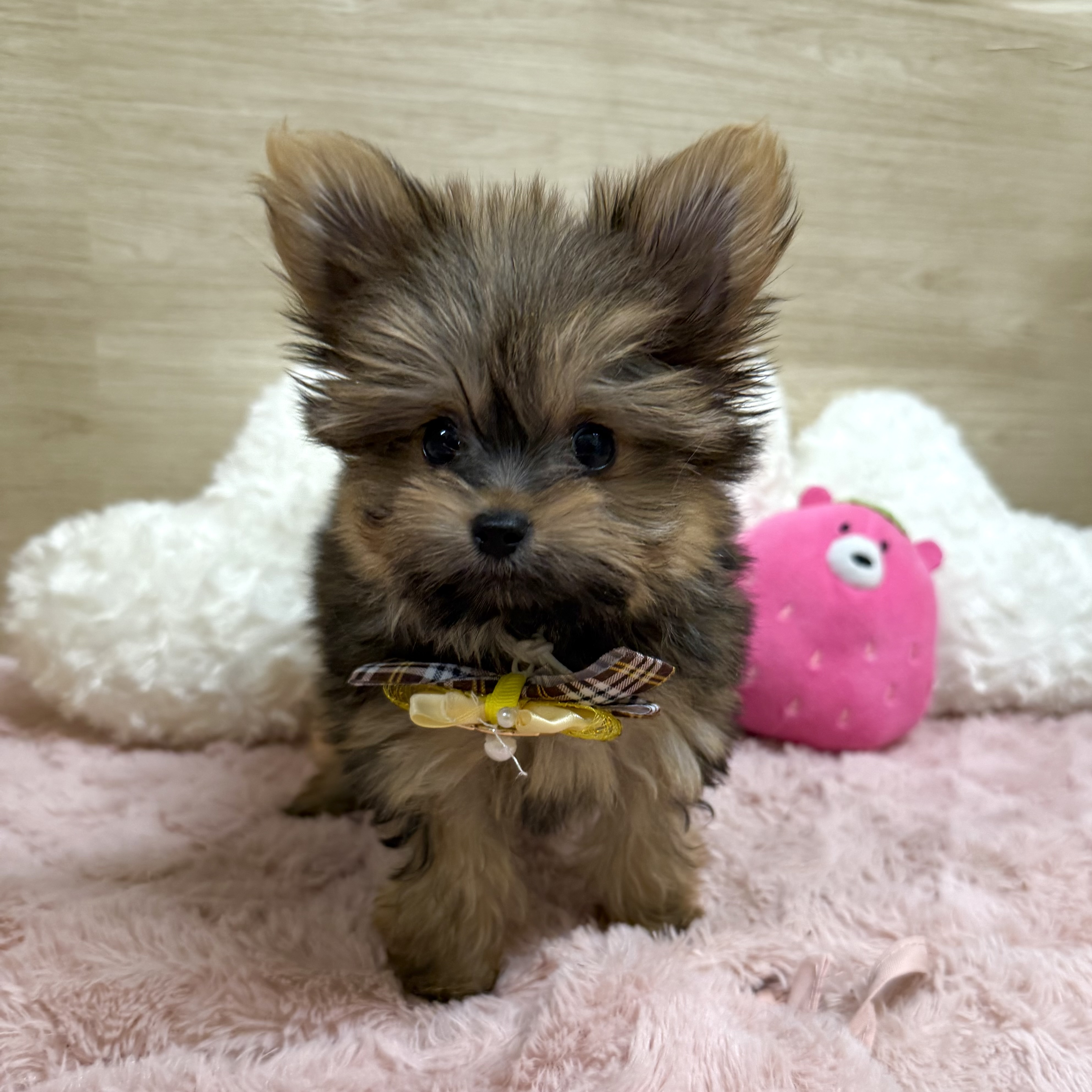 大阪府のポメキー(ポメラニアン×ヨークシャーテリア) (犬の家＆猫の里そよら東岸和田店/2025年7月26日生まれ/女の子/オレンジセーブル)の子犬の1枚目の画像