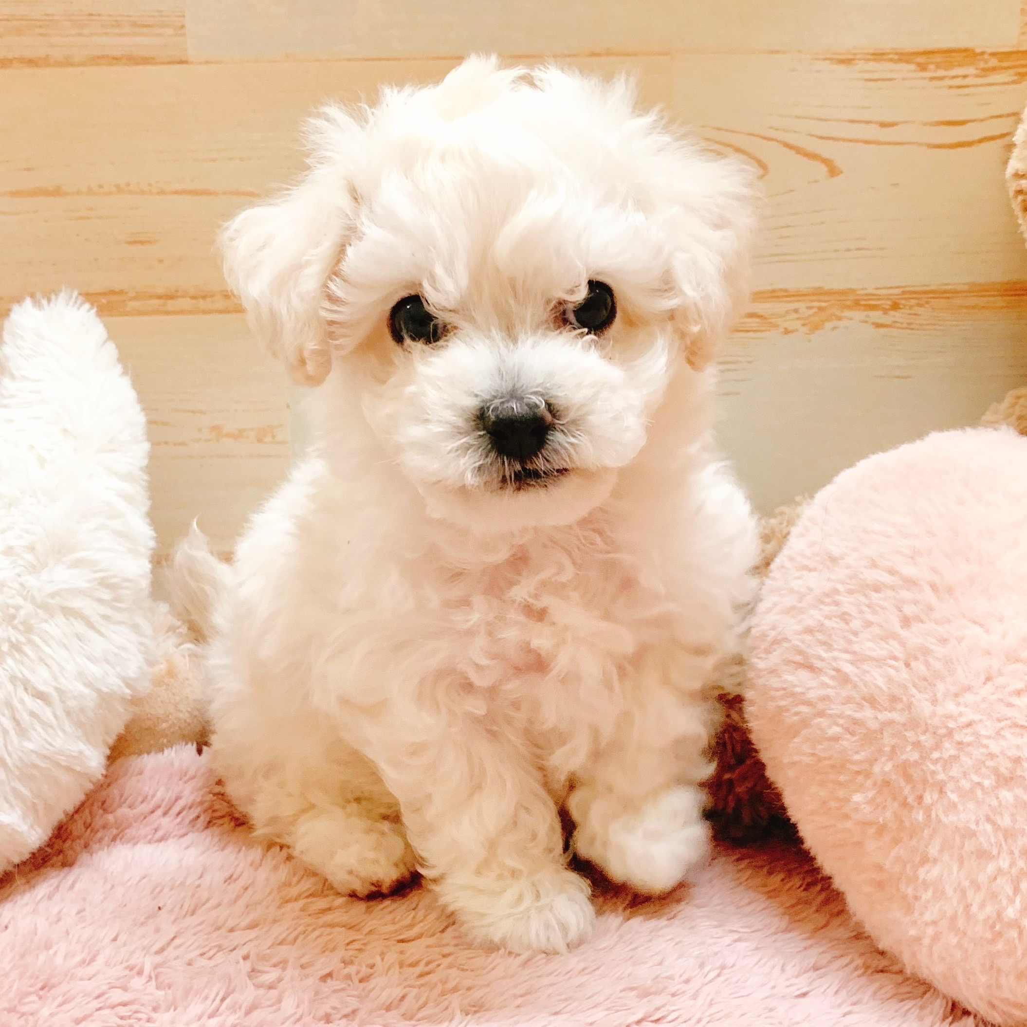 ビションフリーゼ女の子の写真