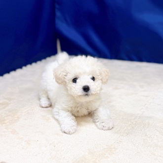 愛知県のビションフリーゼ (犬の家＆猫の里一宮店/2025年10月24日生まれ/男の子/ホワイト)の子犬の3枚目の画像