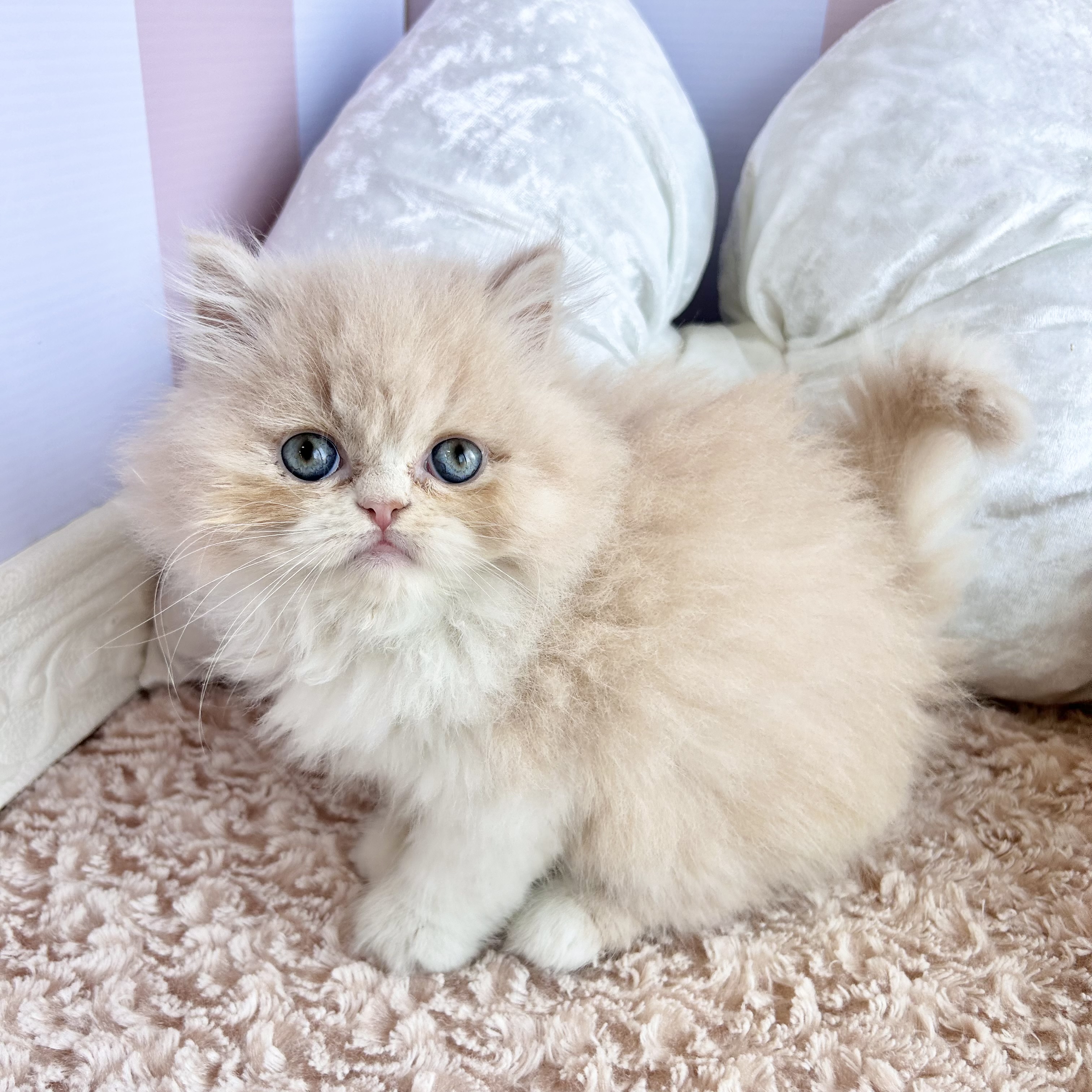 岡山県のエキゾチック (犬の家＆猫の里倉敷中庄店/2025年9月13日生まれ/女の子/クリームホワイト)の子猫の3枚目の画像