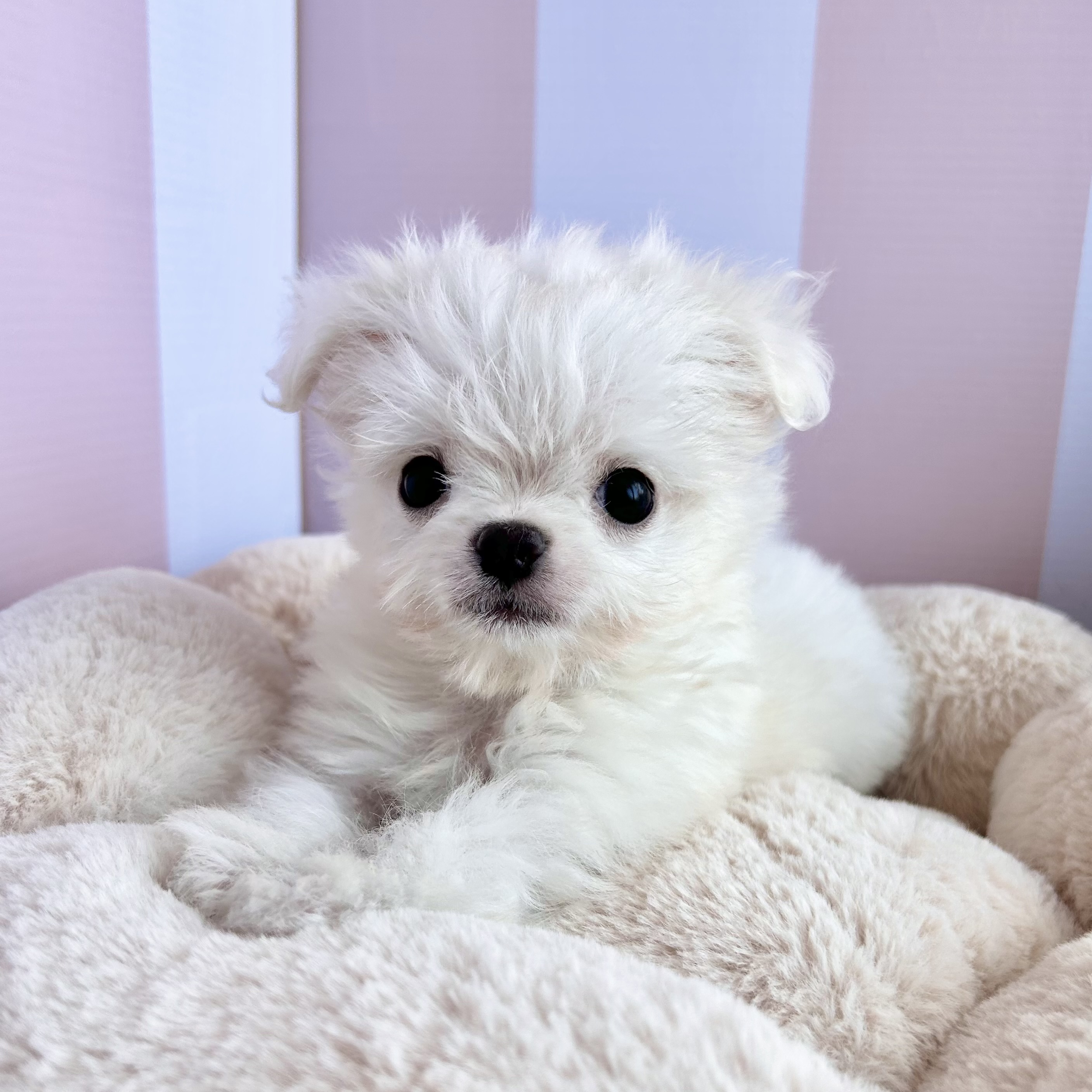 岡山県のチワマル/マルチワ(チワワ×マルチーズ) (犬の家＆猫の里倉敷中庄店/2025年9月14日生まれ/男の子/ホワイト)の子犬の3枚目の画像