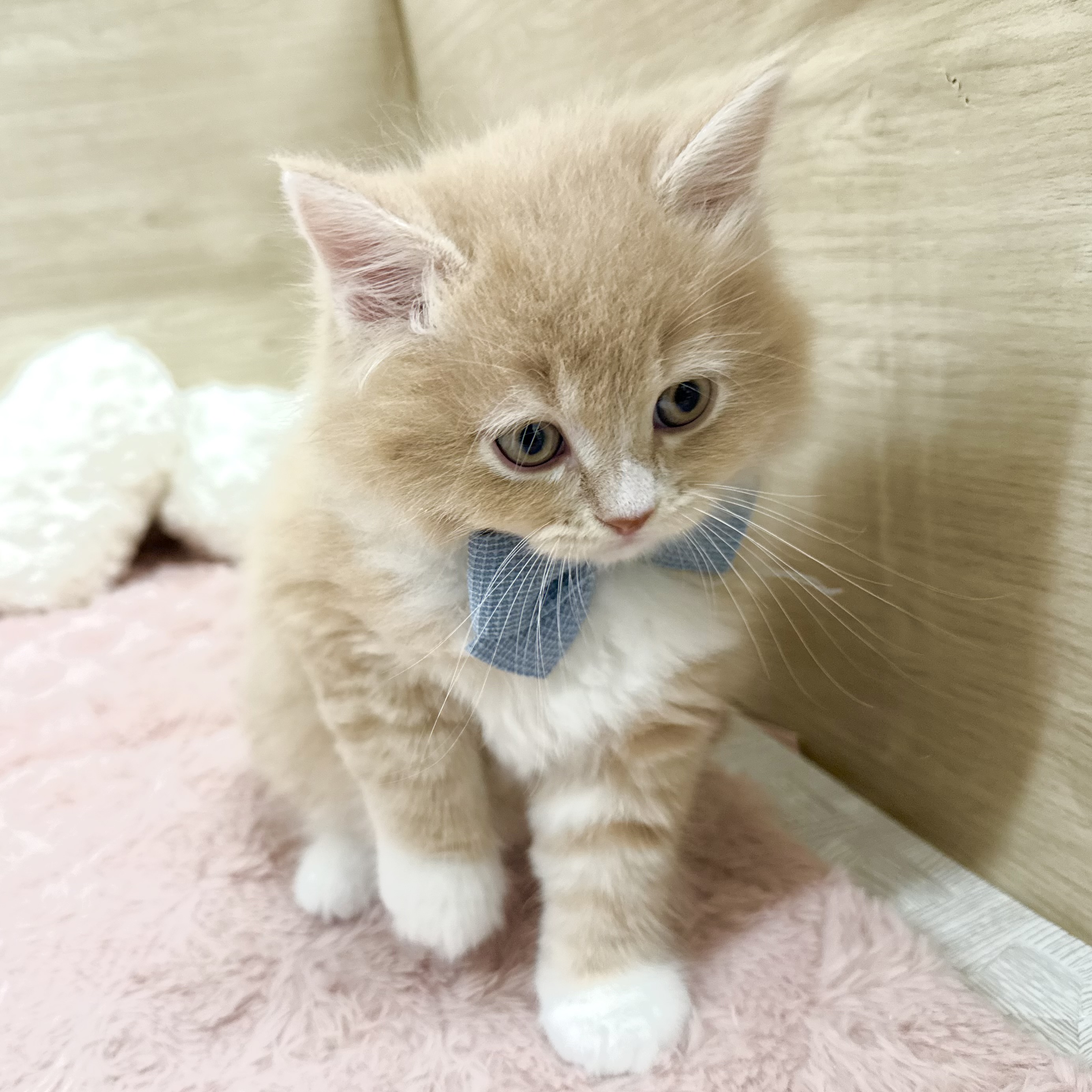 大阪府のサイベリアン (犬の家＆猫の里そよら東岸和田店/2026年3月3日生まれ/男の子/クリームタビーホワイト)の子猫の3枚目の画像