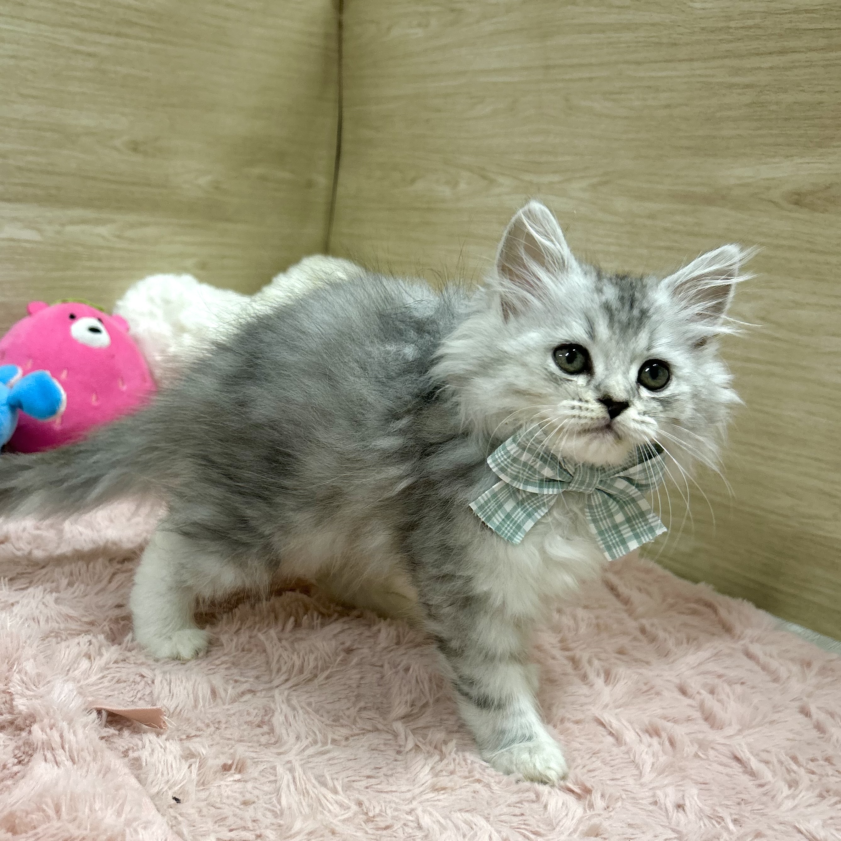 大阪府のラガマフィン (犬の家＆猫の里そよら東岸和田店/2025年7月12日生まれ/女の子/ブルーパッチドタビーホワイト)の子猫の3枚目の画像