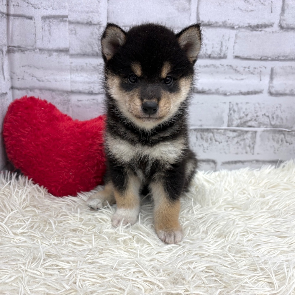 愛知県の柴犬(標準サイズ) (犬の家＆猫の里MEGAドン・キホーテ東海名和店/2026年6月2日生まれ/男の子/黒)の子犬の3枚目の画像