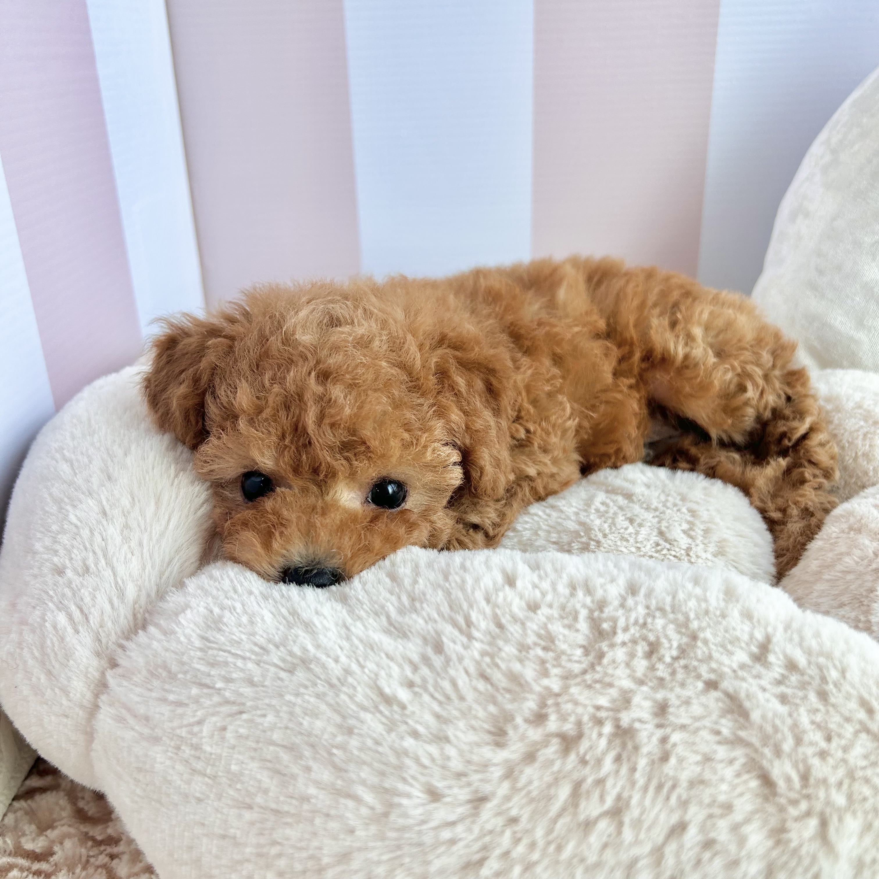 岡山県のトイプードル(トイ) (犬の家＆猫の里倉敷中庄店/2025年9月8日生まれ/男の子/レッド)の子犬の3枚目の画像