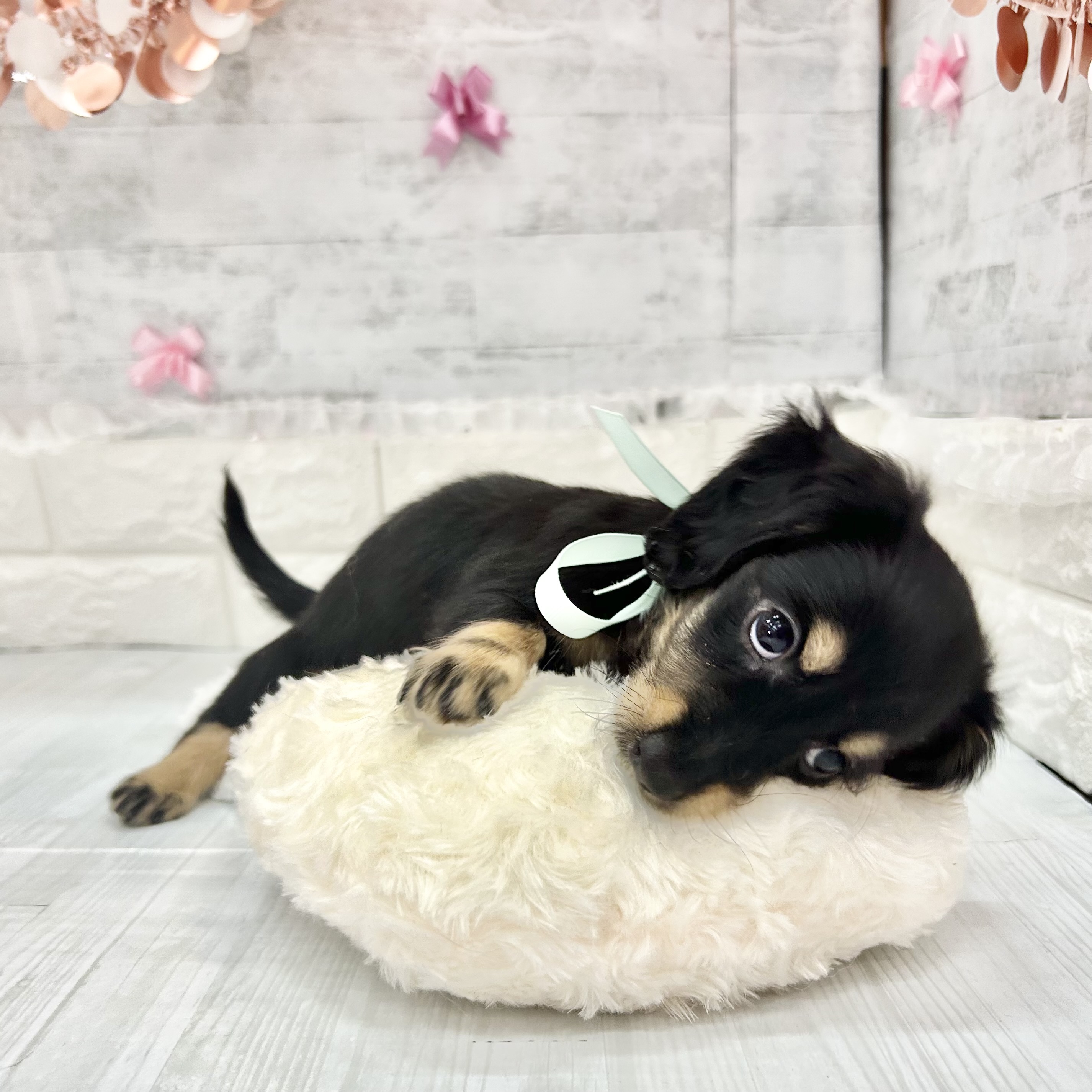 静岡県のミニチュアダックスフンド(ロング) (犬の家＆猫の里プレ葉ウォーク浜北店/2026年4月7日生まれ/男の子/ブラックタン)の子犬の1枚目の画像